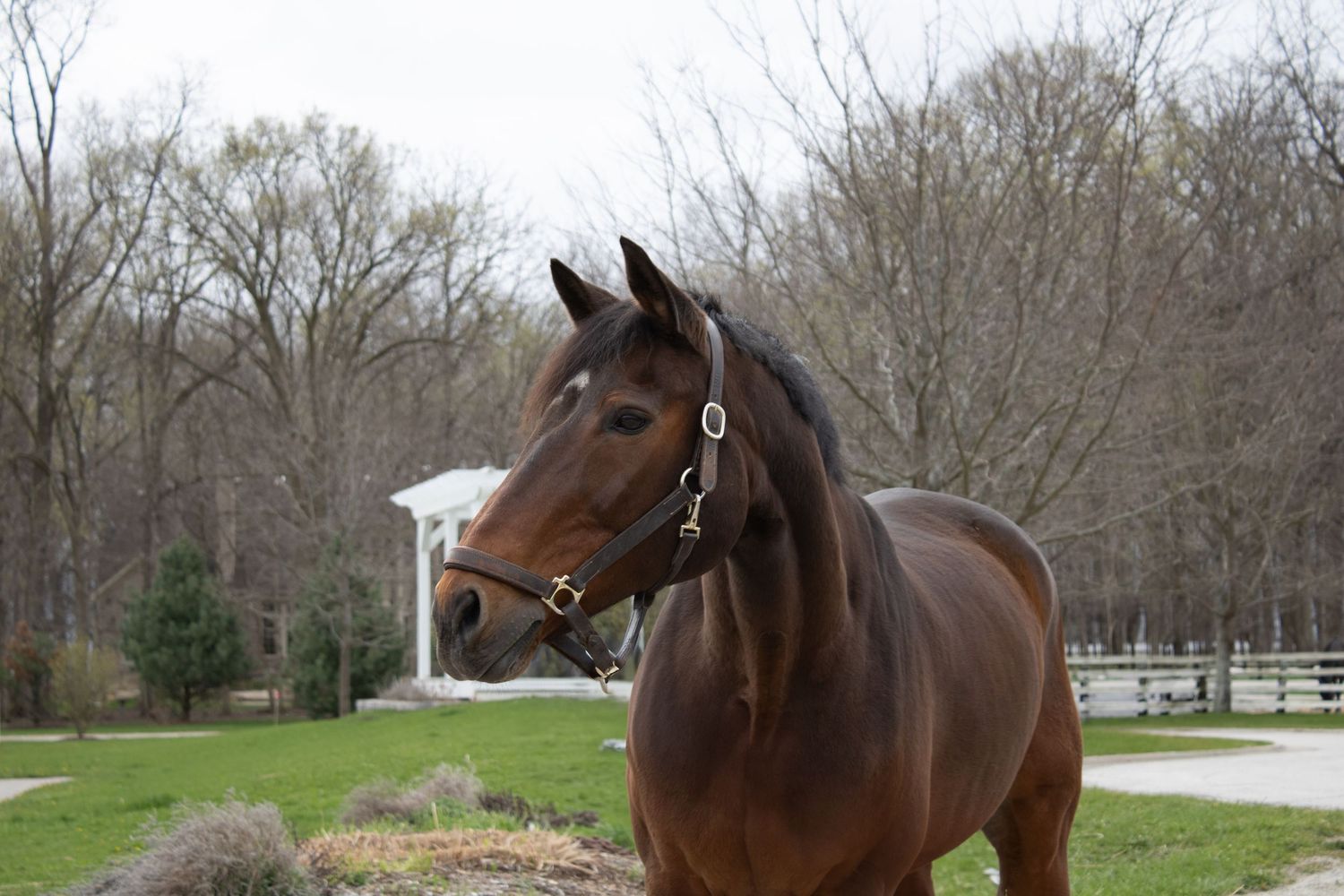 Equine Photography