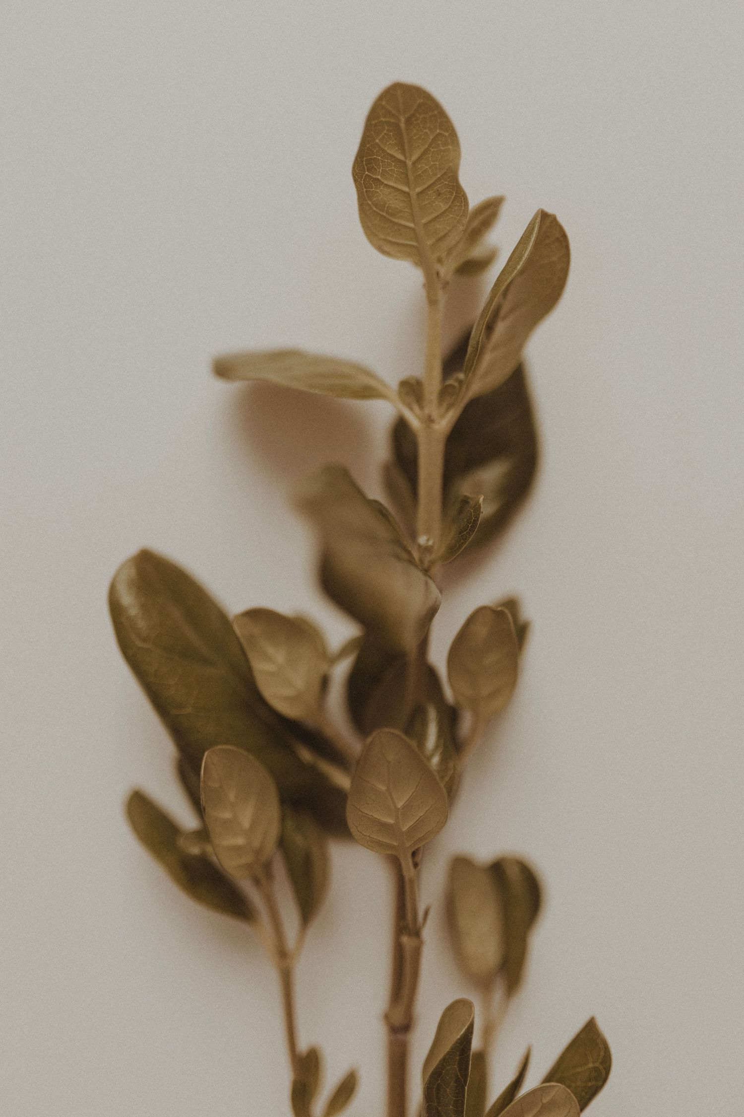 Sepia-toned close-up of botanical leaves showing detailed texture and veining.