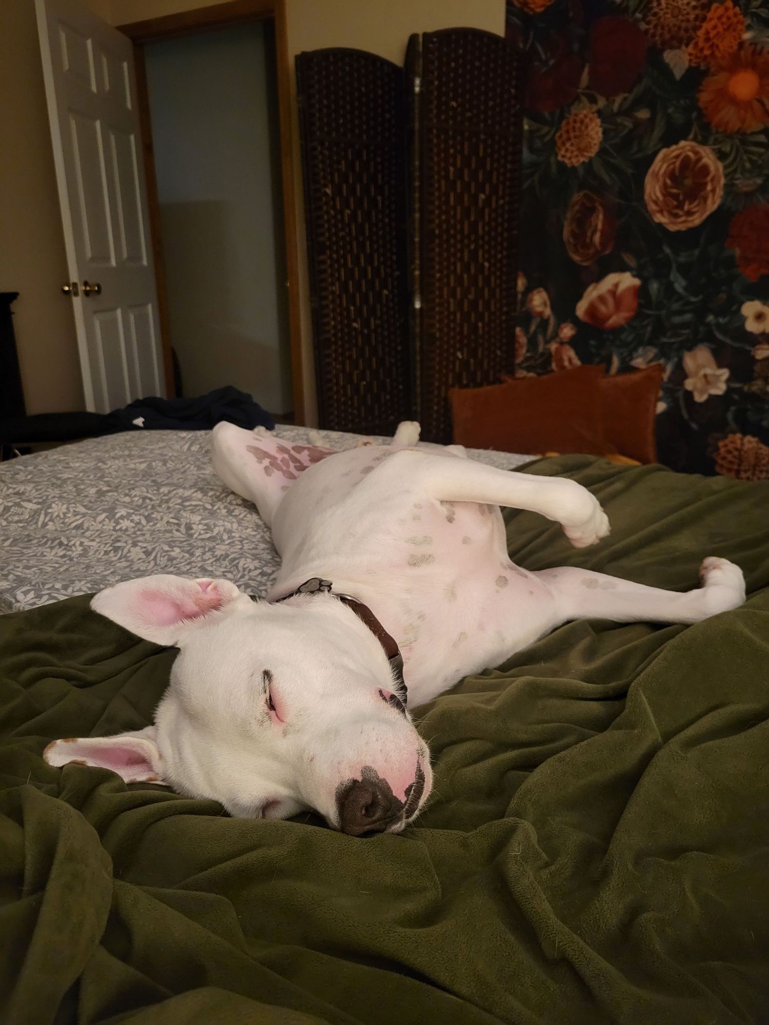 A white bull terrier dog sleeps peacefully on green blankets against a floral wallpaper background.