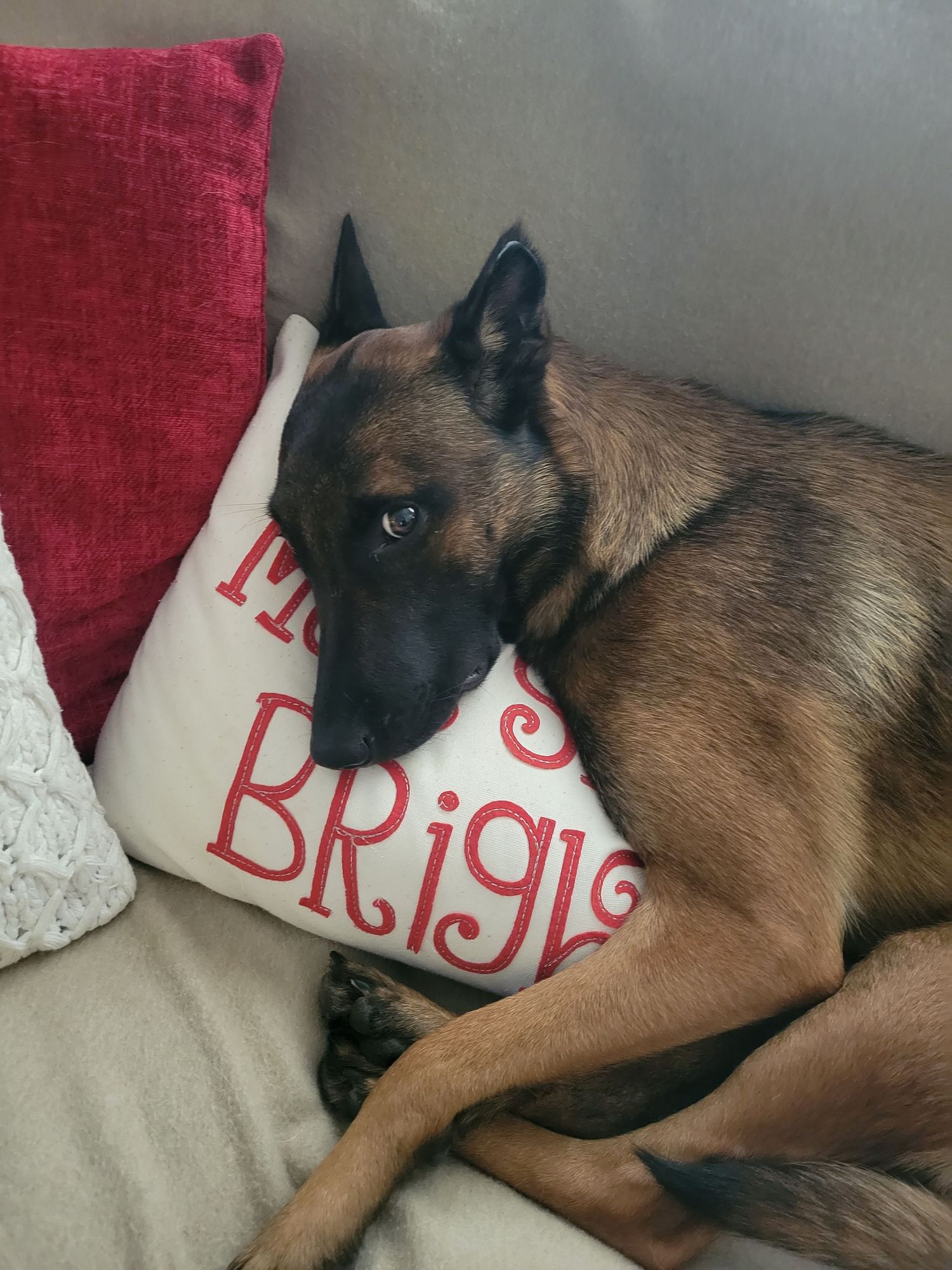 A Siamese-mix cat sleeping peacefully on a white cushion with red decorative pillows in the background.