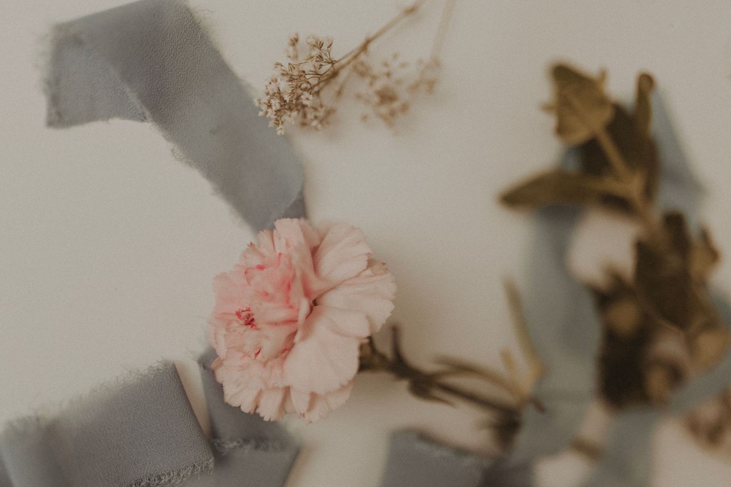 Pink carnation flower with dried baby's breath and gray ribbon on white background.
