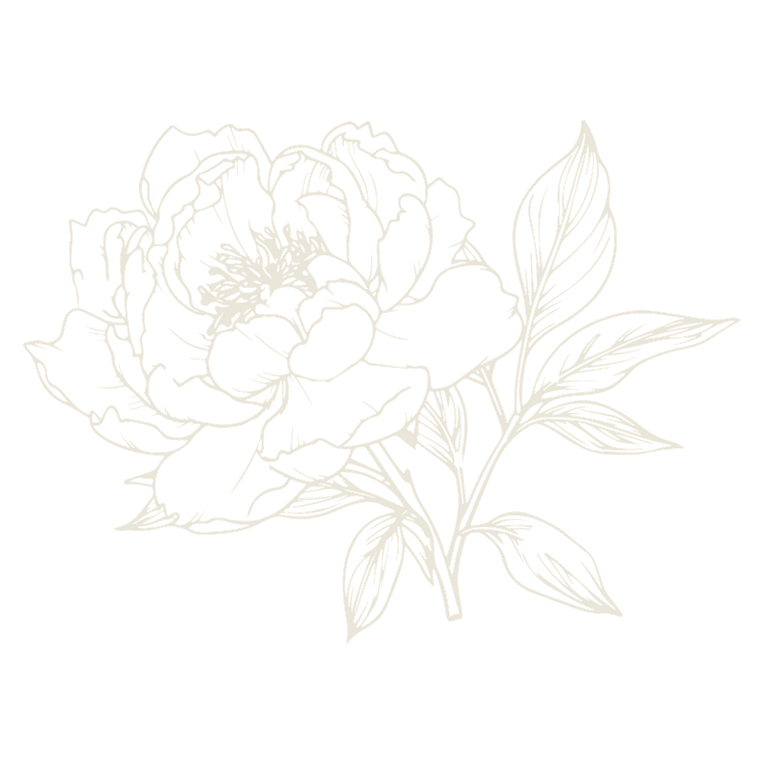 Line drawing of a peony flower with delicate petals and leaves in white on a black background.