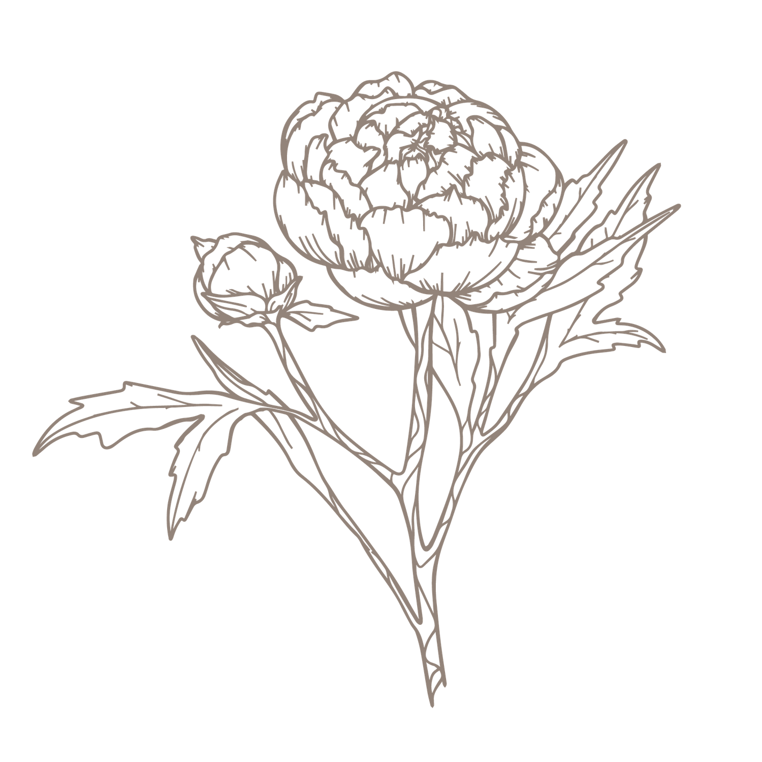 Elegant line drawing of a peony flower with detailed petals on black background.