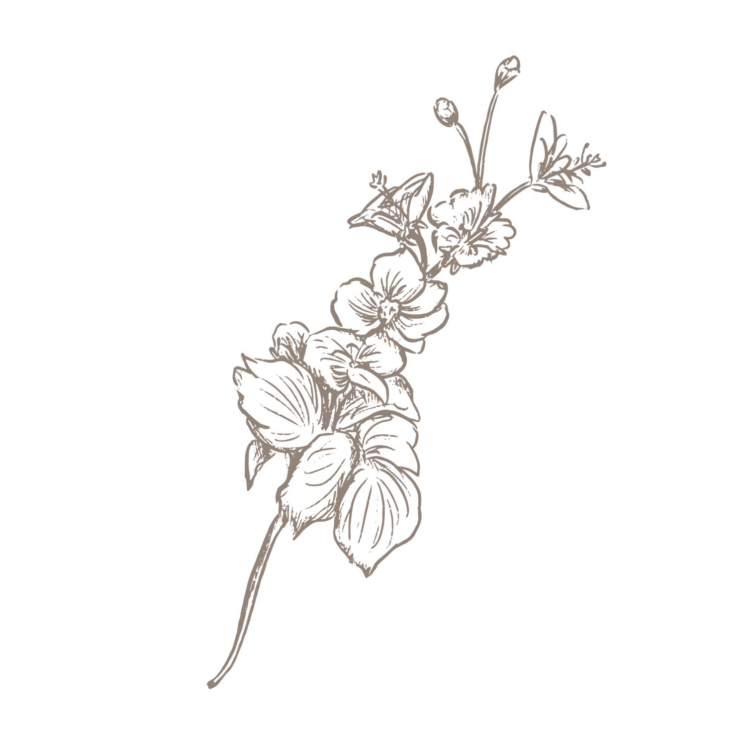 Botanical illustration of a flowering branch with detailed petals and stems on black background.