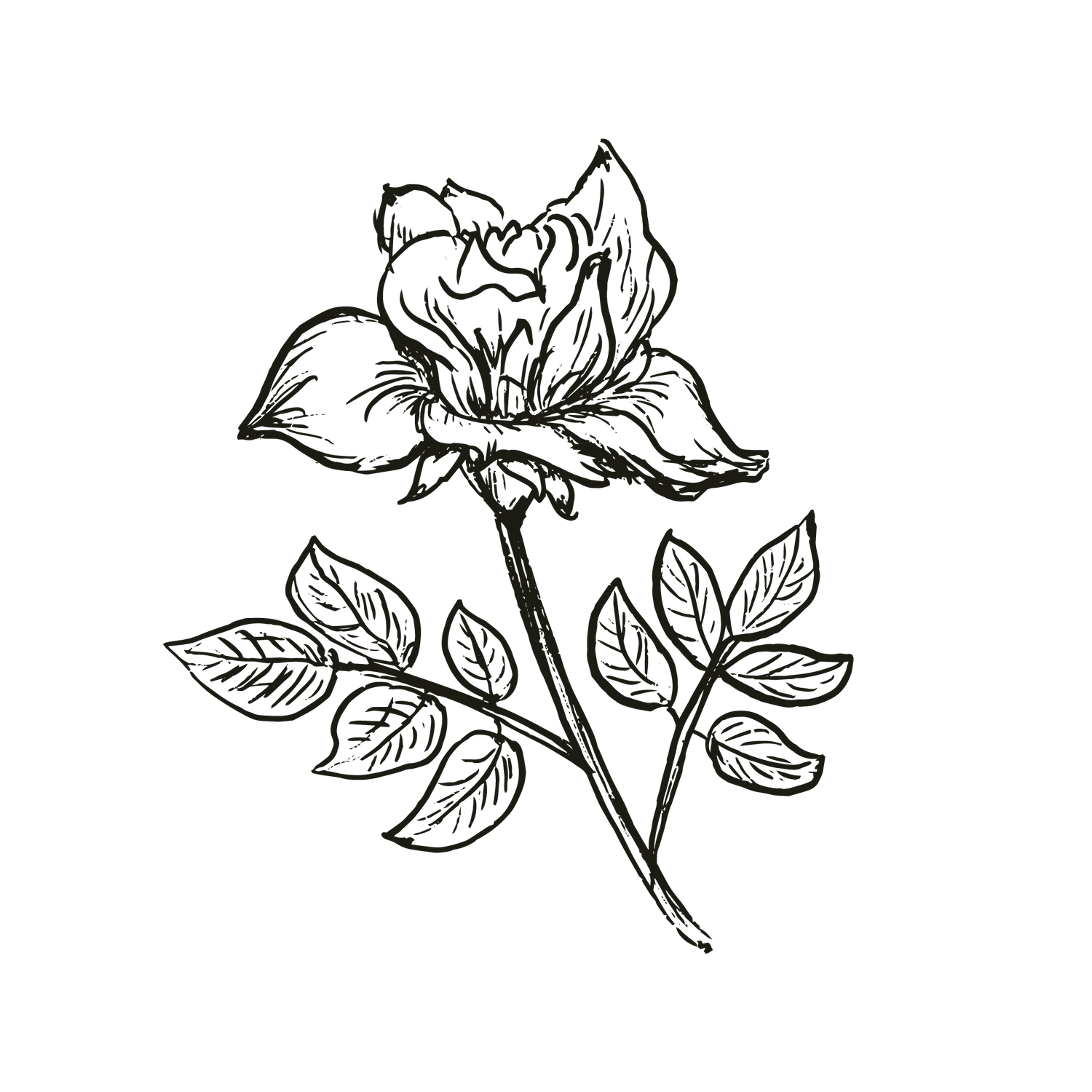 Dark botanical illustration of a single rose with stem and leaves.