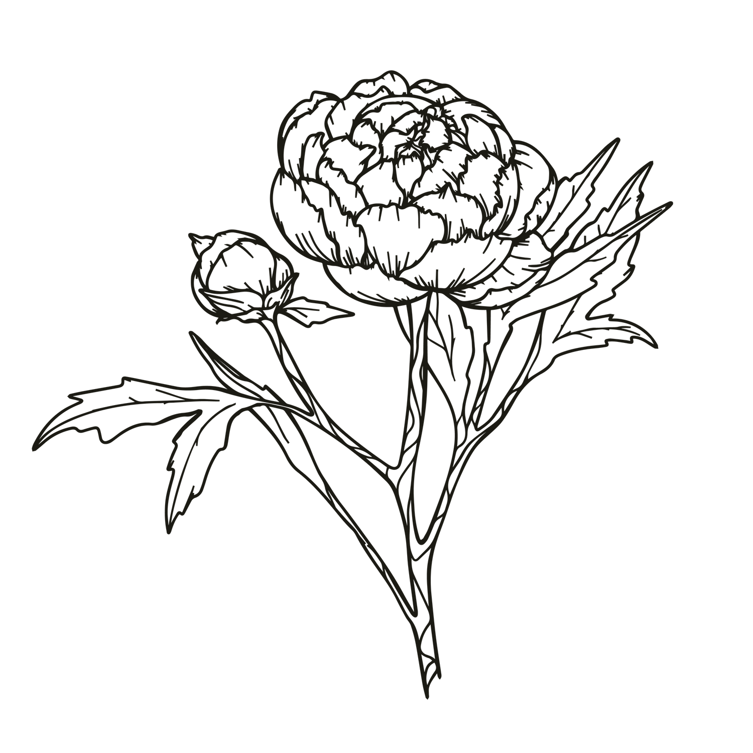 Elegant botanical line drawing of a peony flower in black on dark background.