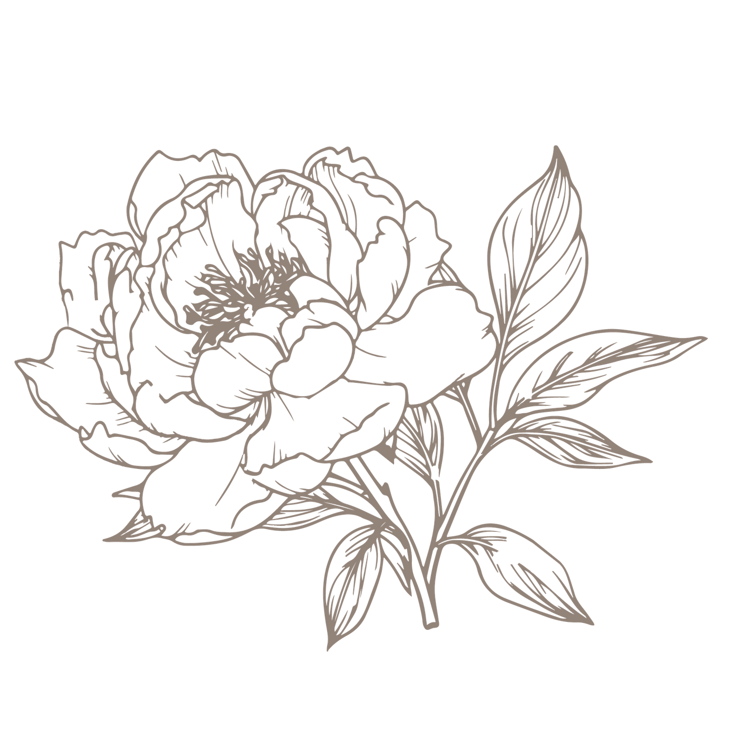 Delicate line drawing of a blooming peony flower with leaves on a black background.