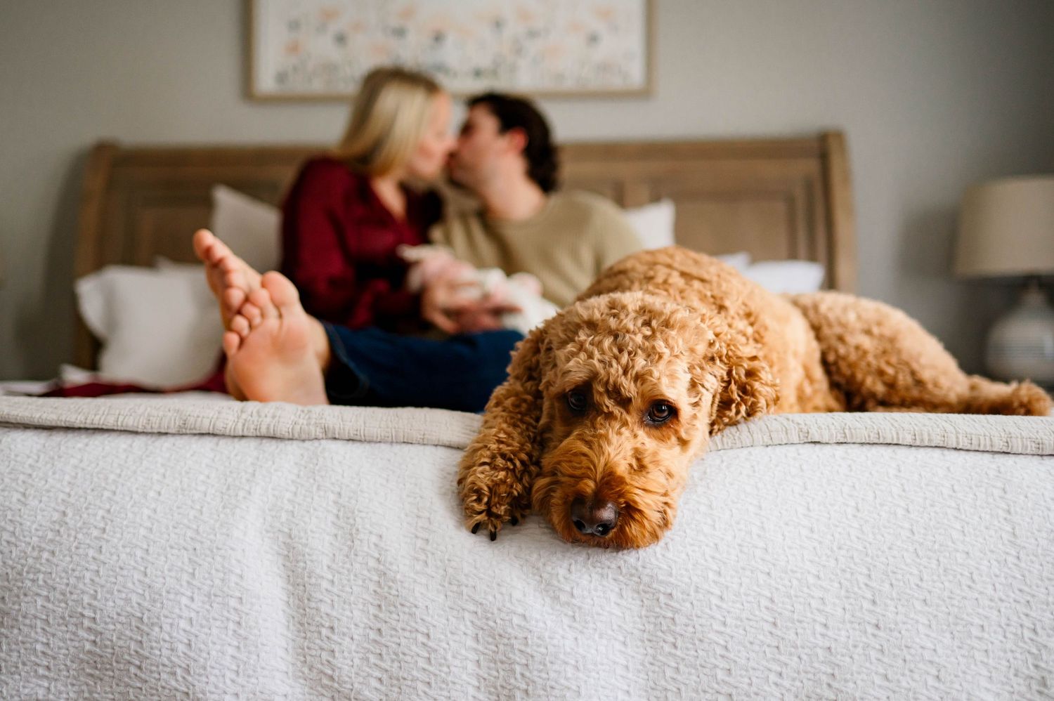A goldendoodle dog rests on a bed with gray bedding, with a family relaxing in the background during newborn photography session in Raleigh
