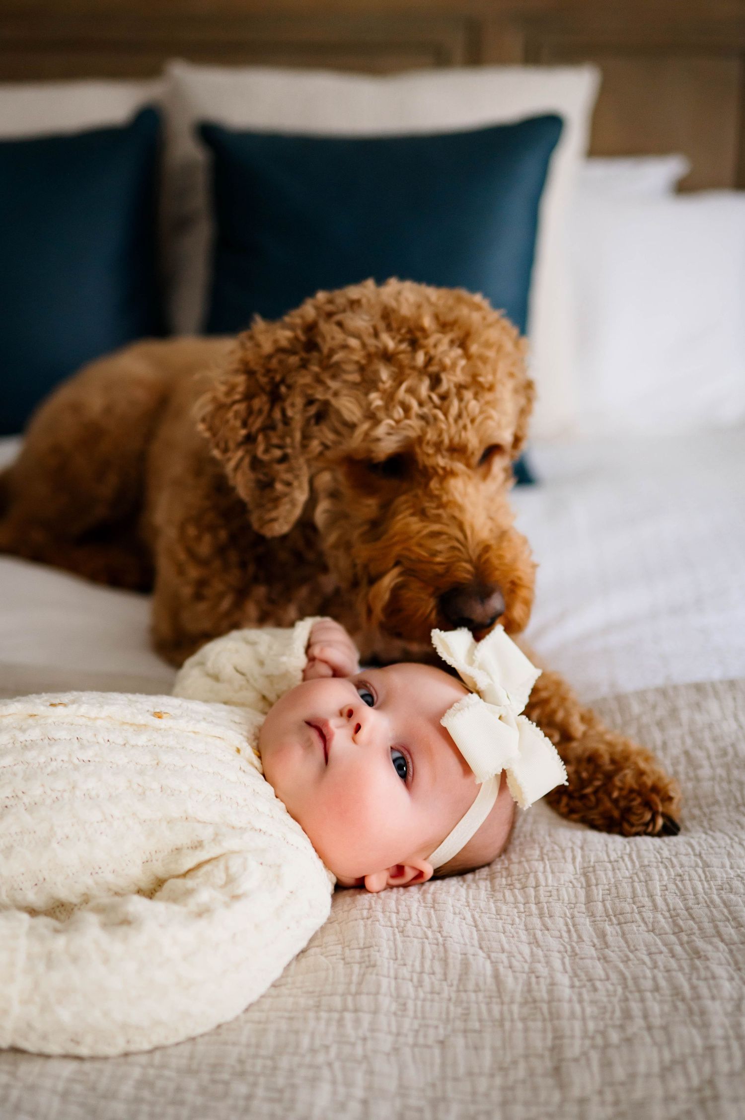 A gentle goldendoodle dog lovingly watching over a baby wrapped in cream-colored blanket on a bed with durham newborn photographer