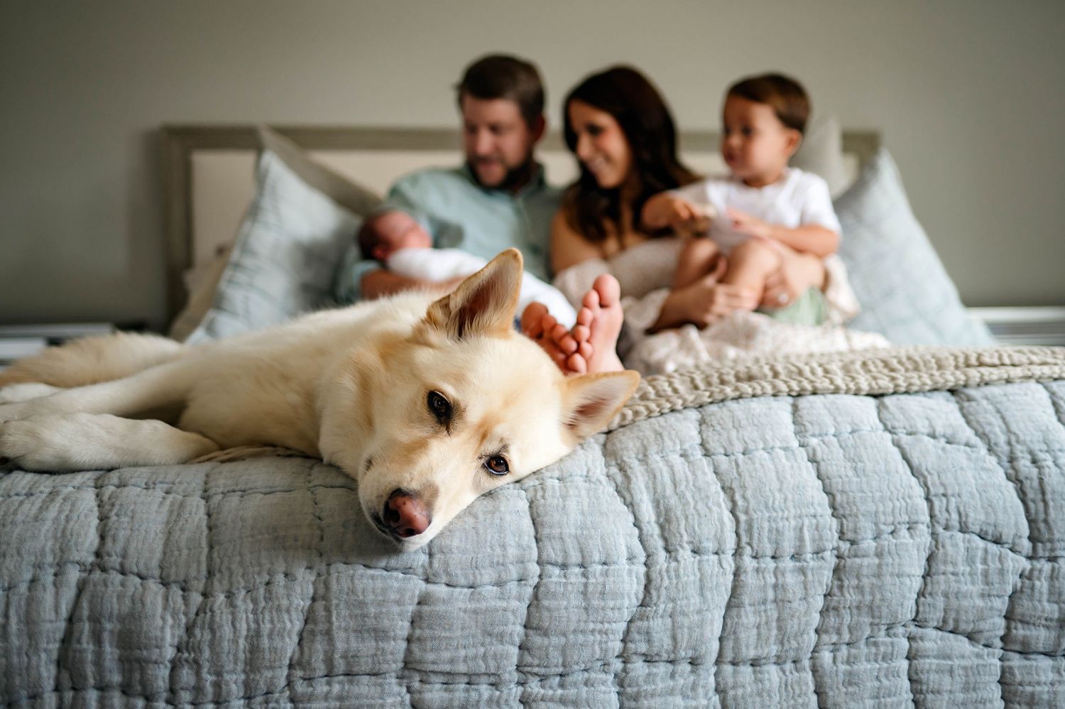 A light-colored dog rests on a gray quilted bed while family members relax together in the background during newborn photography shoot apex