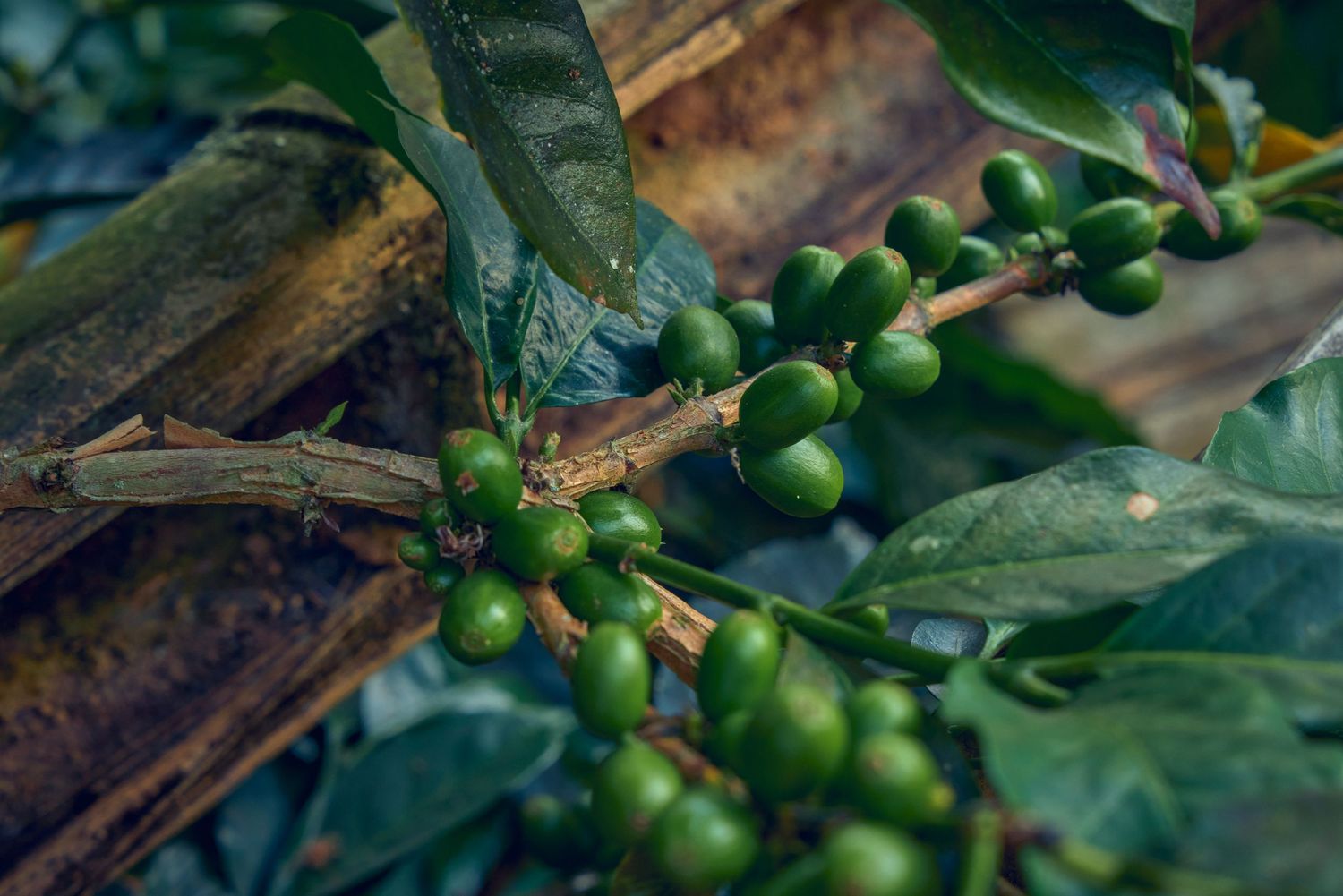 Coffee Beans