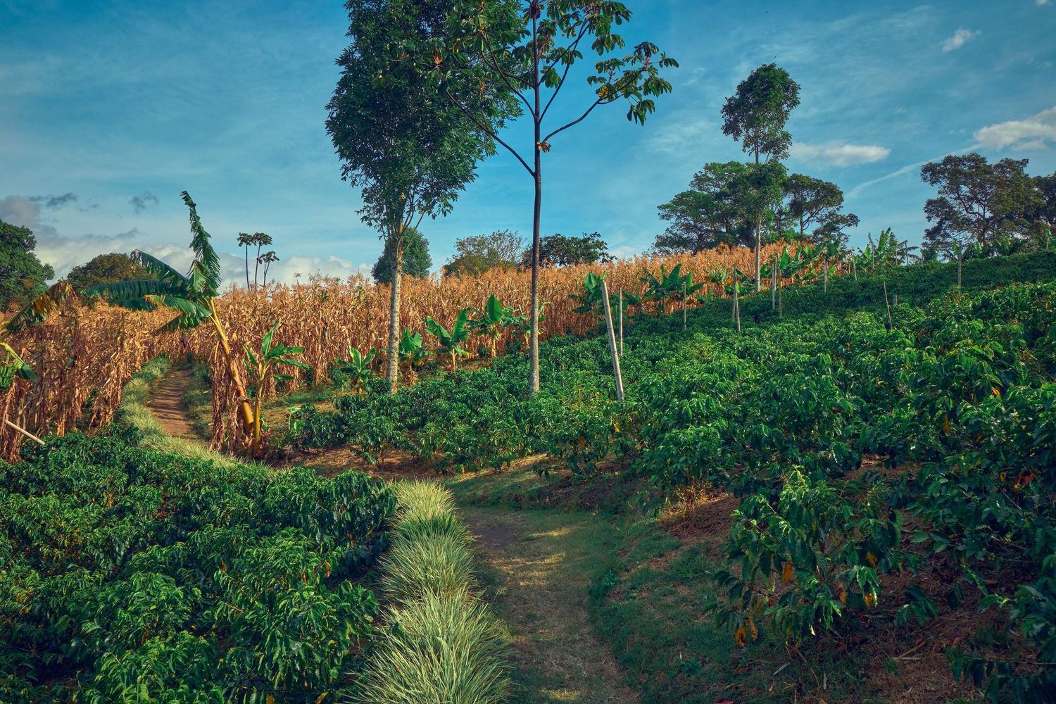 Coffee Farm