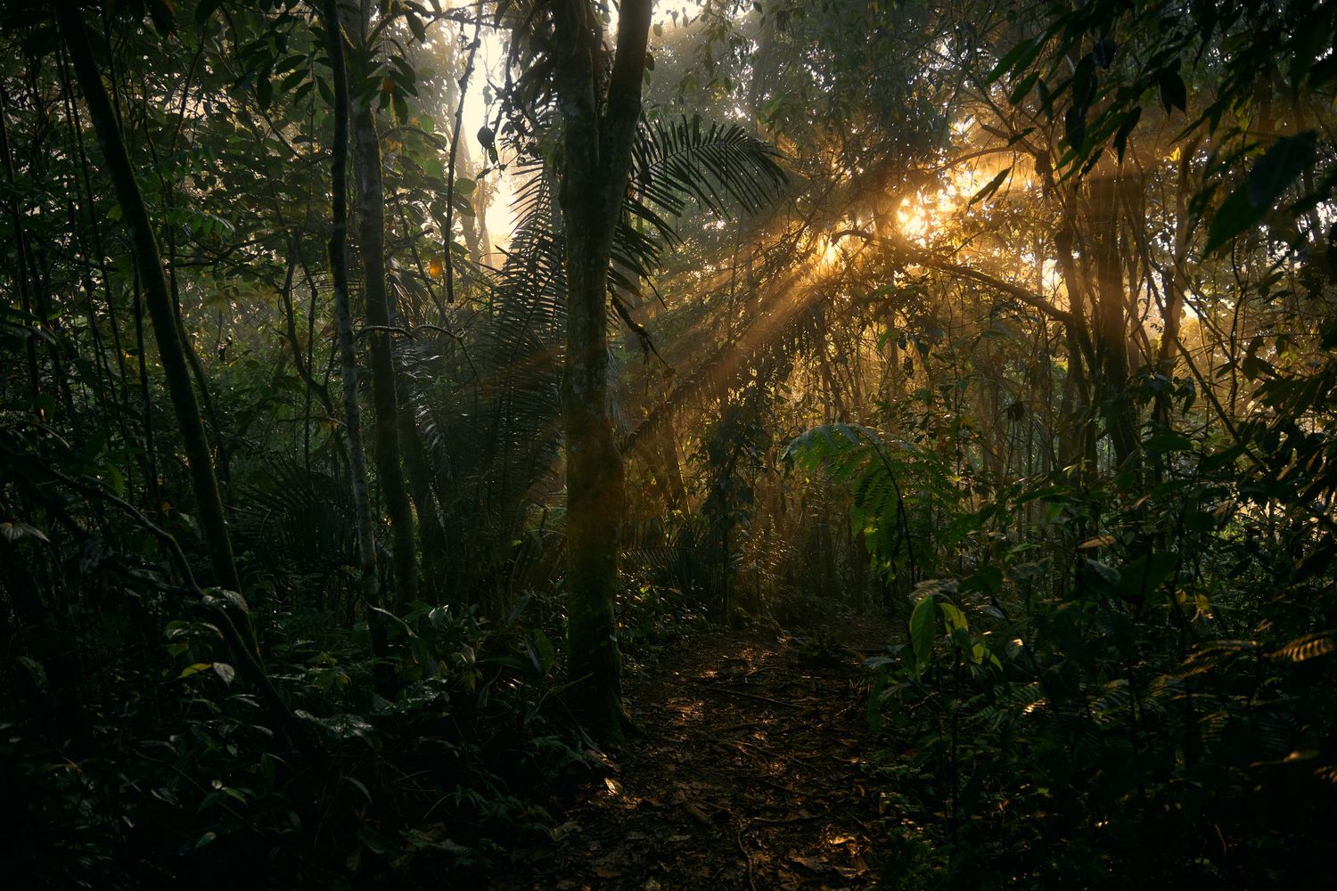 Hiking in Jungle