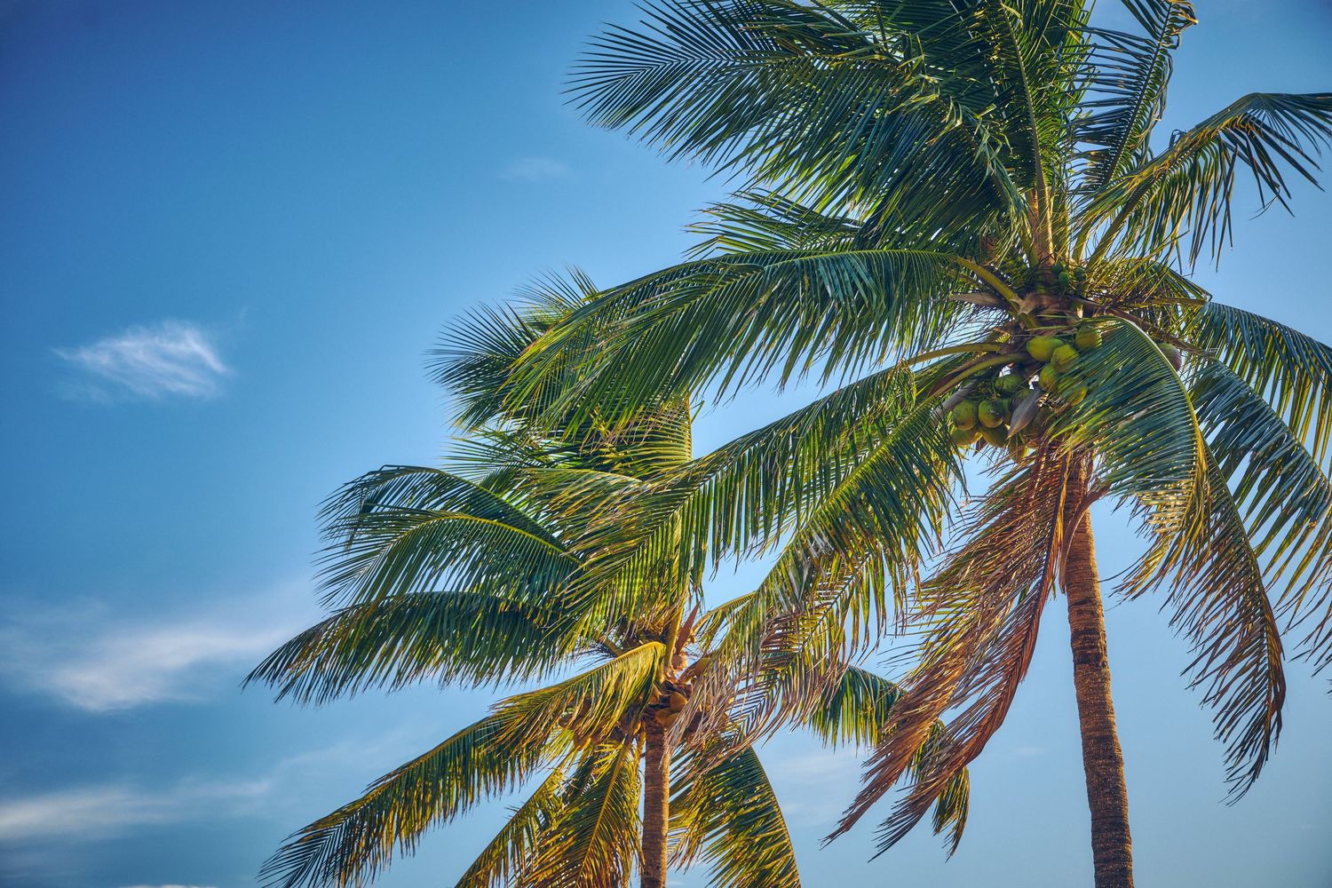 Palm Trees
