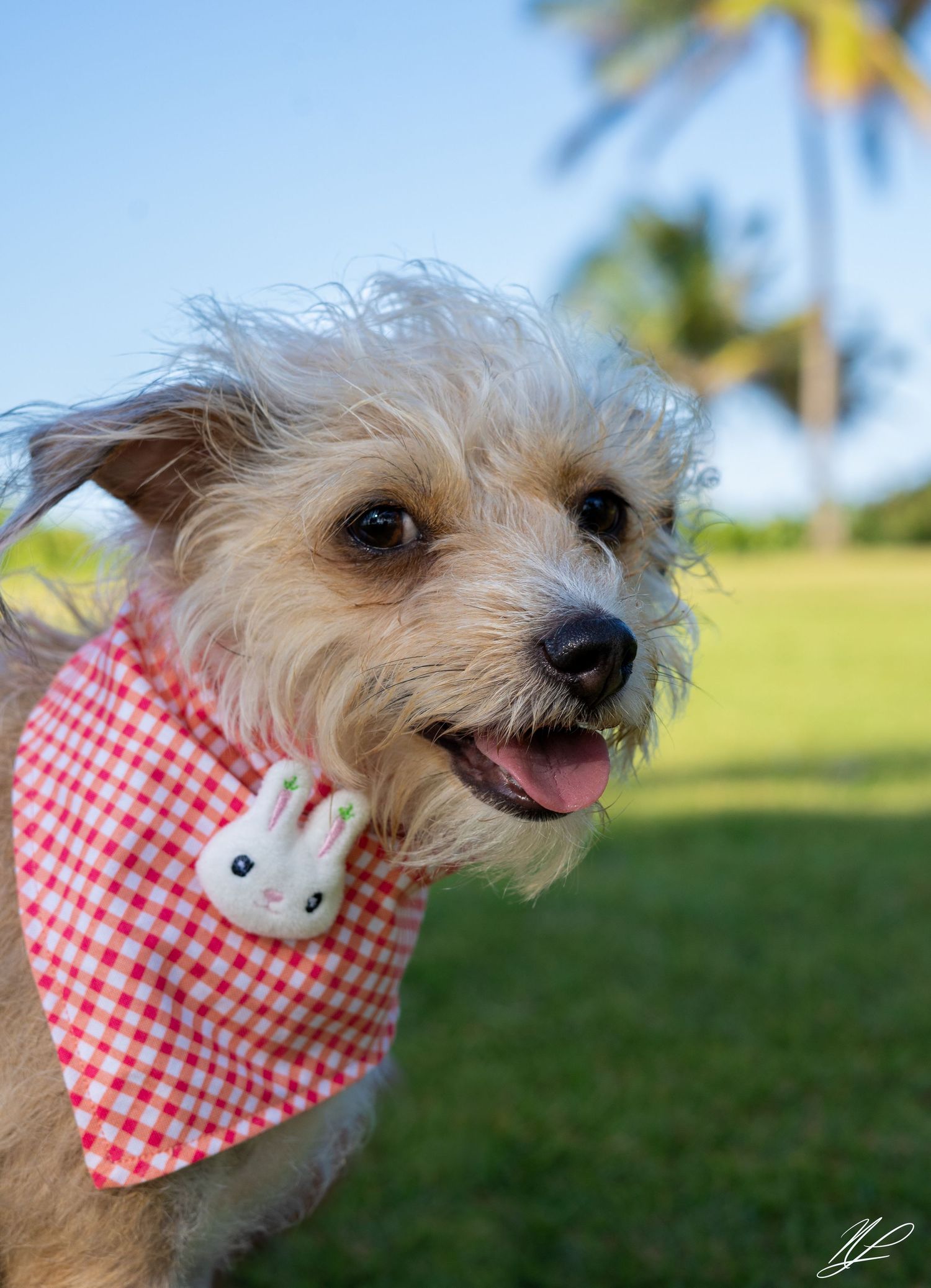pet photography , product photography
