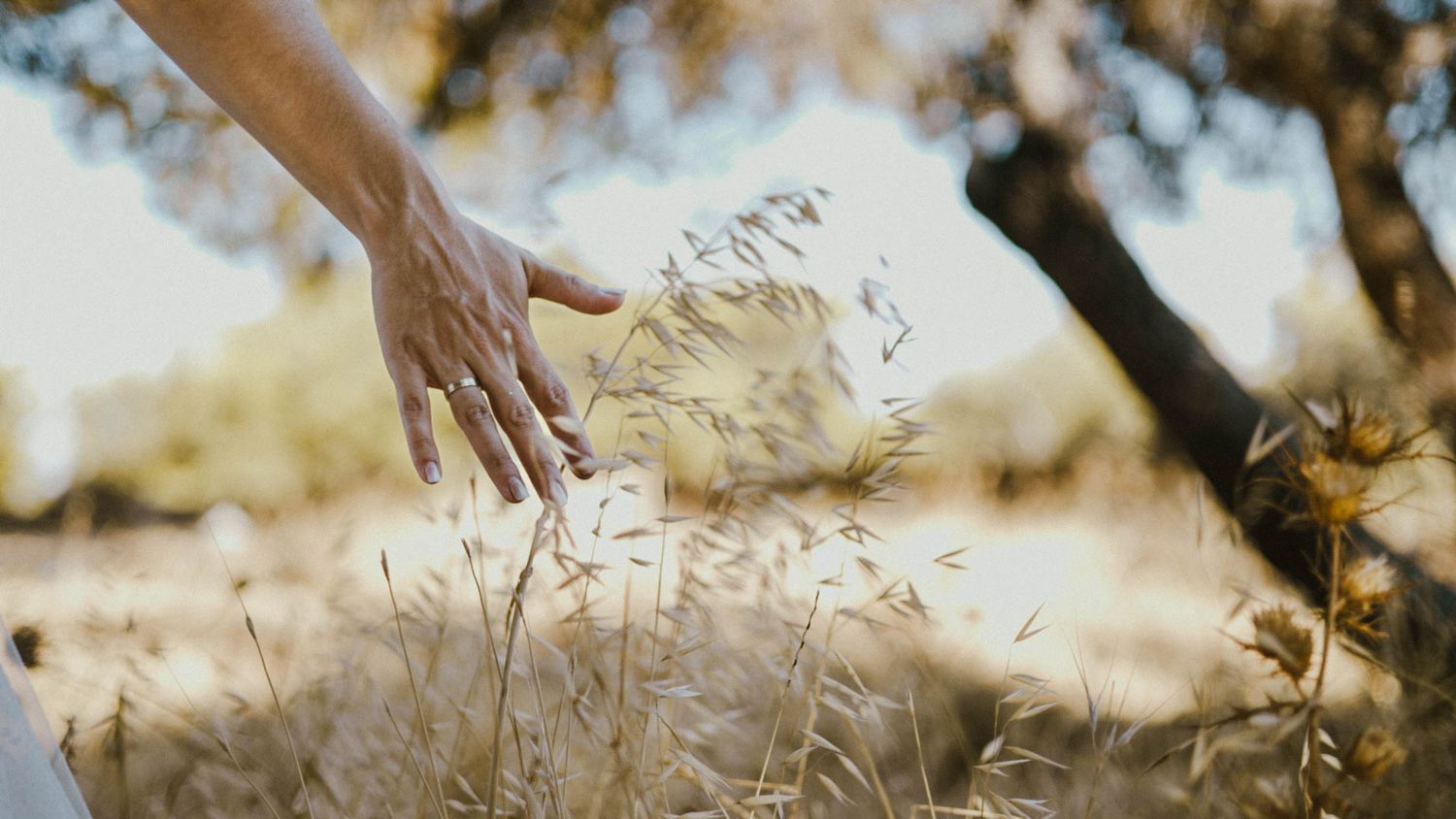 A hand reaches out to touch tall golden grass swaying in the sunlight with dreamy bokeh effect in the background.