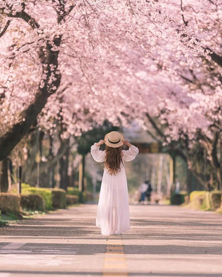A figure in a white dress and straw hat stands on a path beneath blooming pink cherry blossom trees in spring in Korea