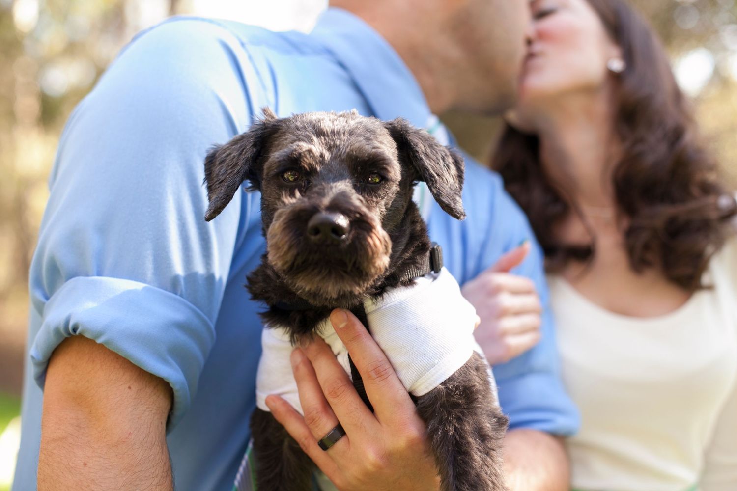 Small brown dog wearing a bowtie looking at the camera.