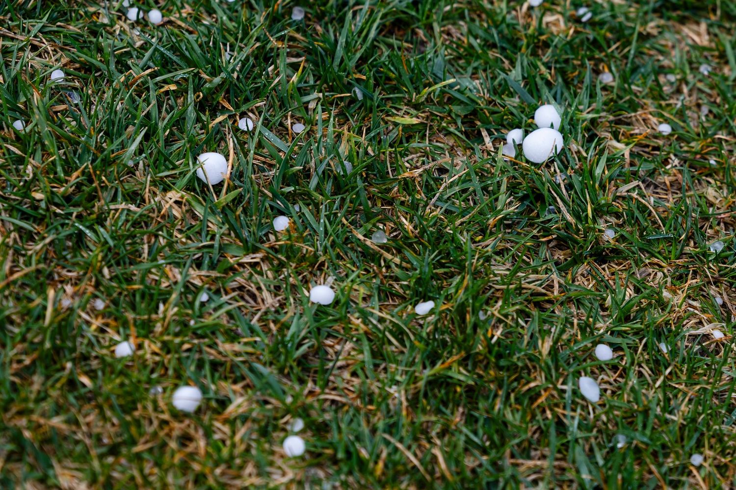 White crocuses blooming through grass in early spring garden.