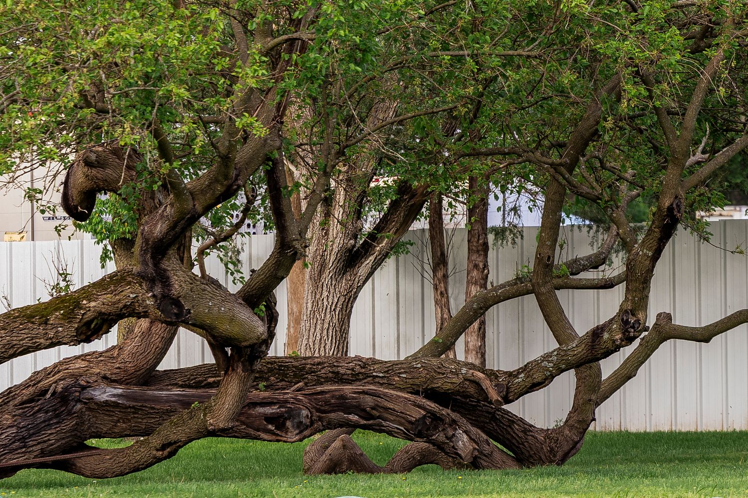 A twisted, gnarled tree trunk curves and branches against a white fence in a garden setting.