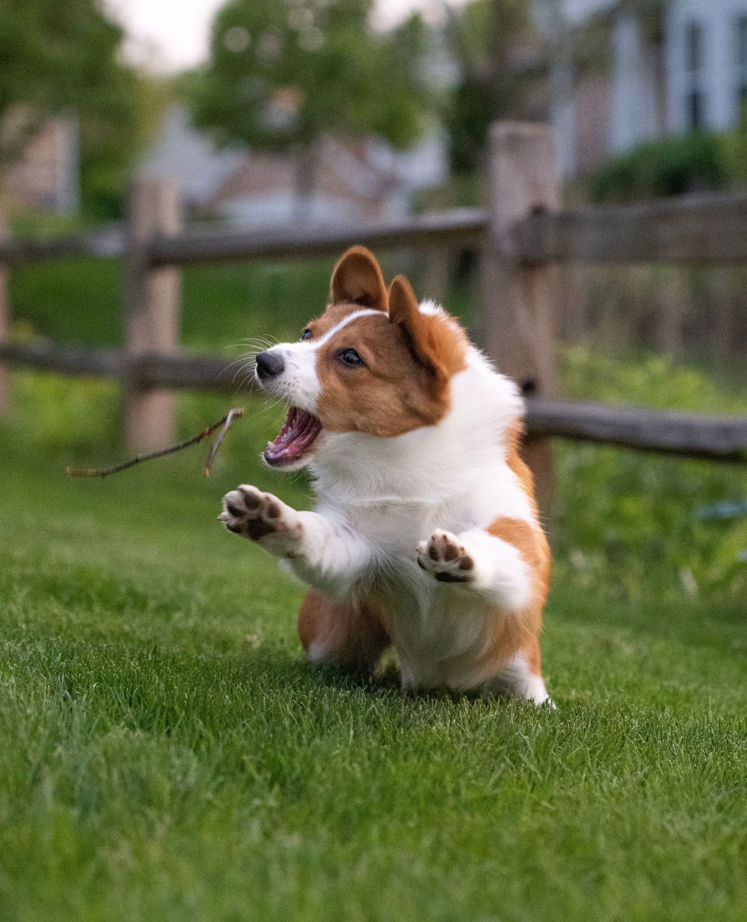 Playful corgi dog leaps and reaches for something in the air while playing on green grass in a backyard.