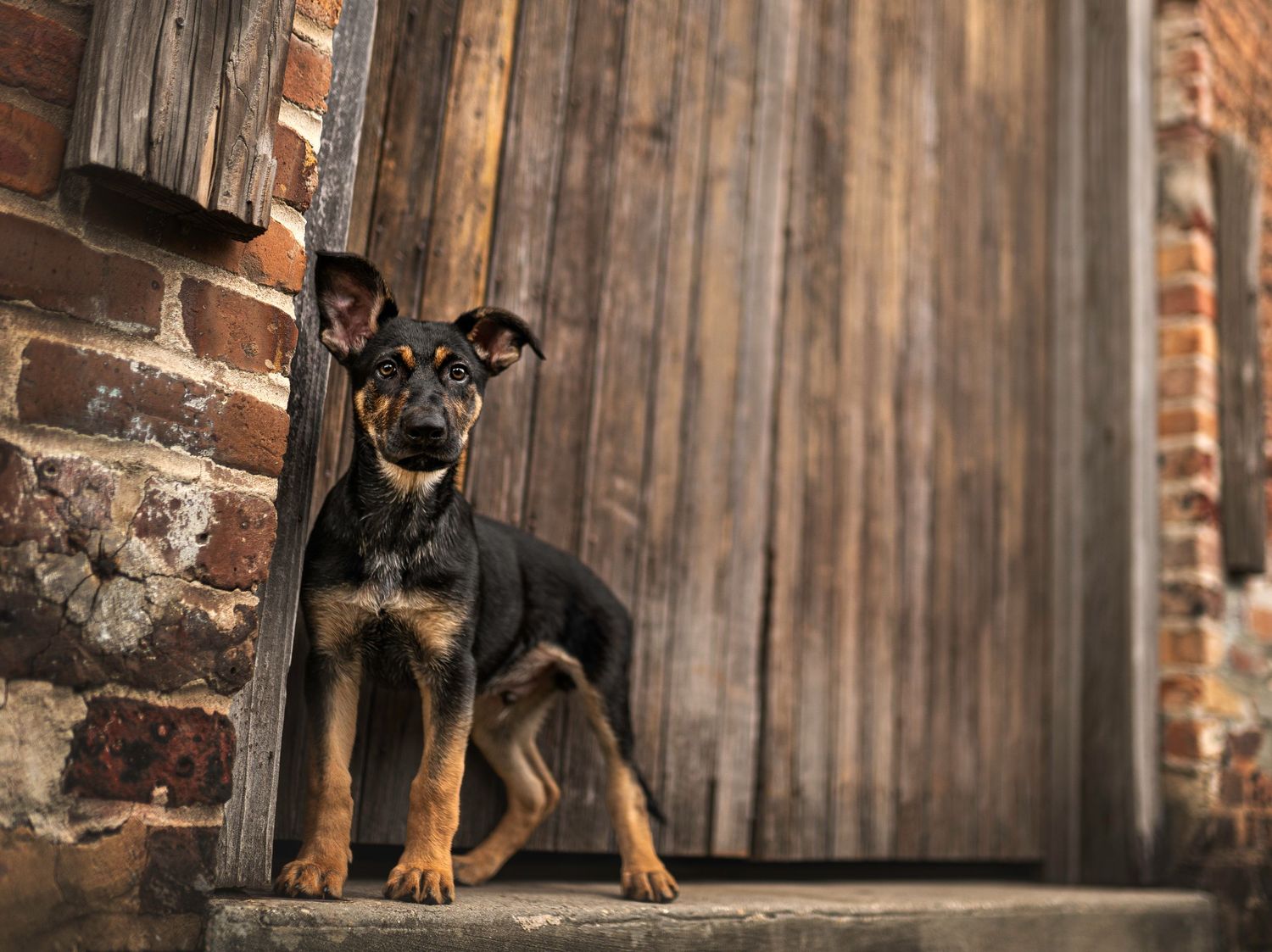 Fine art Pensacola dog photoshoot