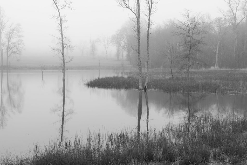 Bare trees reflect in a misty lake on a foggy morning creating a serene black and white landscape.