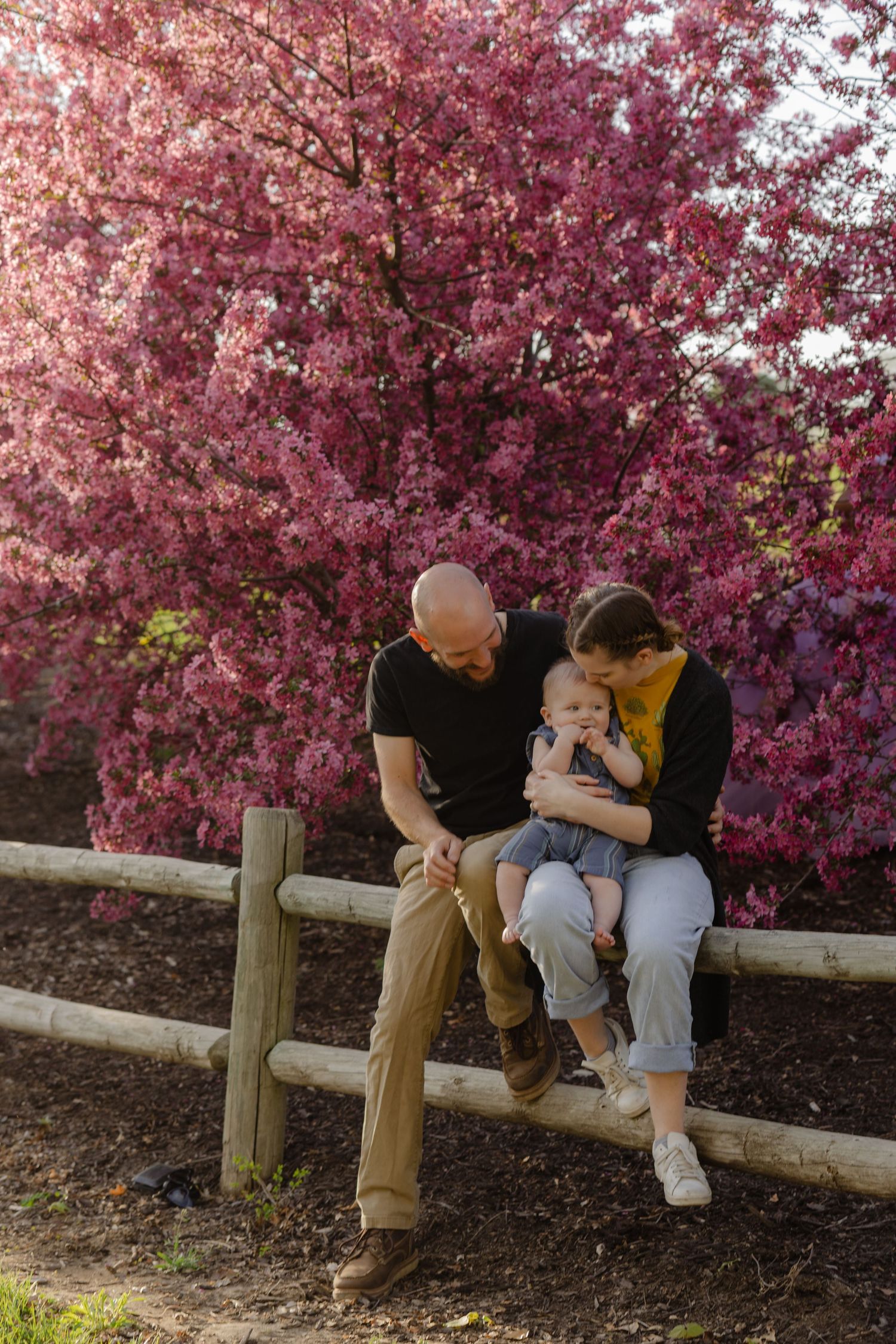 A family sits on a wooden fence under blooming pink cherry blossoms.