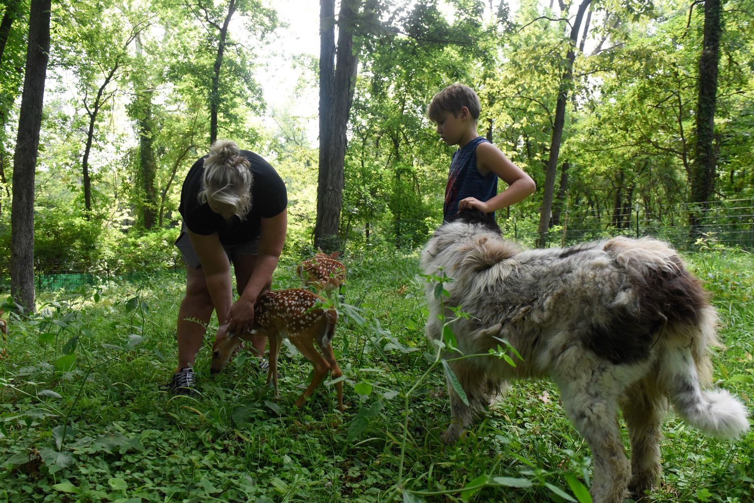 Jenny from Jenny's Wildlife Wonderland pets a deer at her at home rehabilitation center.