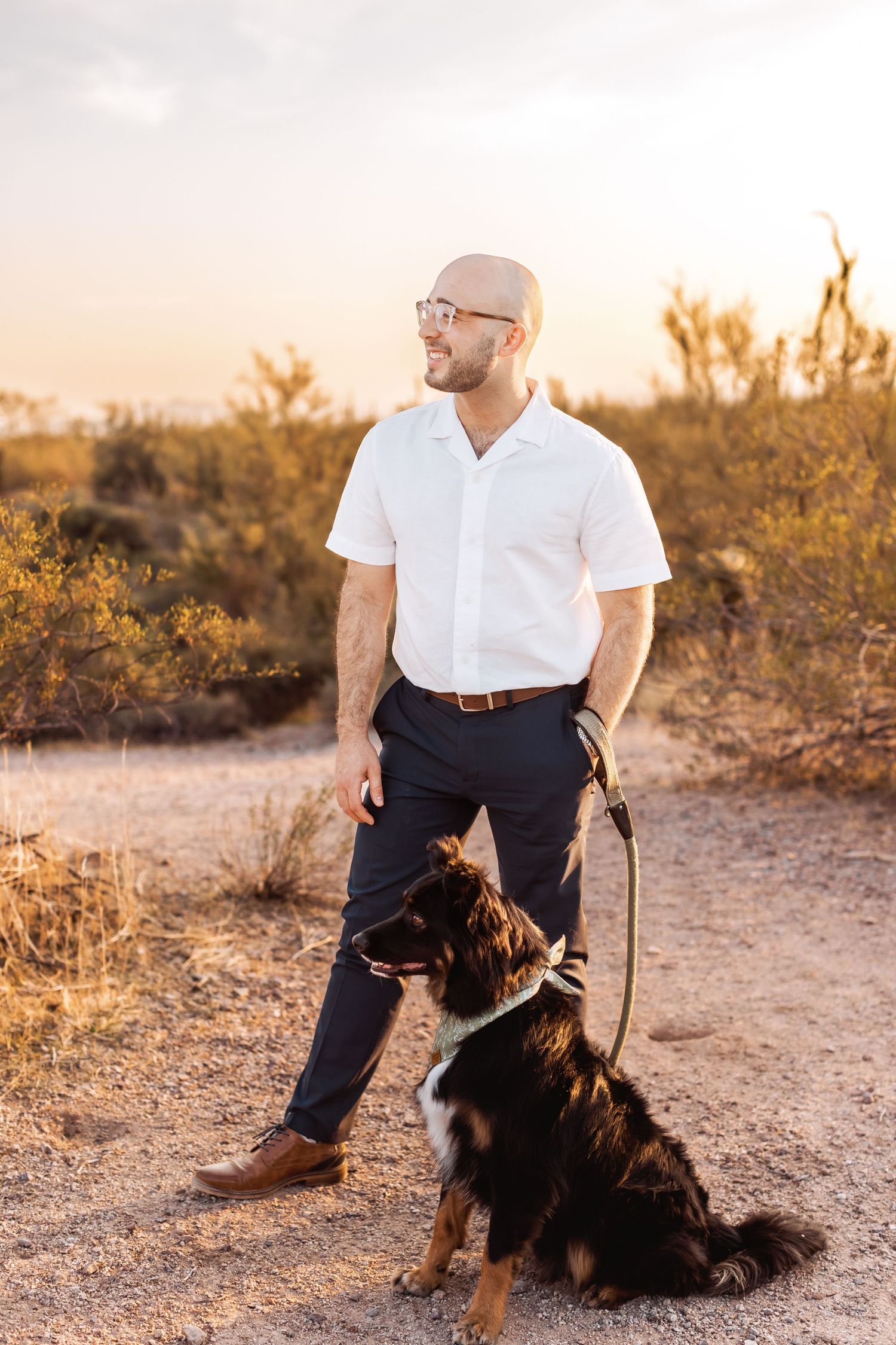 A walk at sunset in the desert with a beautiful Bernese Mountain Dog companion on a dusty trail with cacti in background.