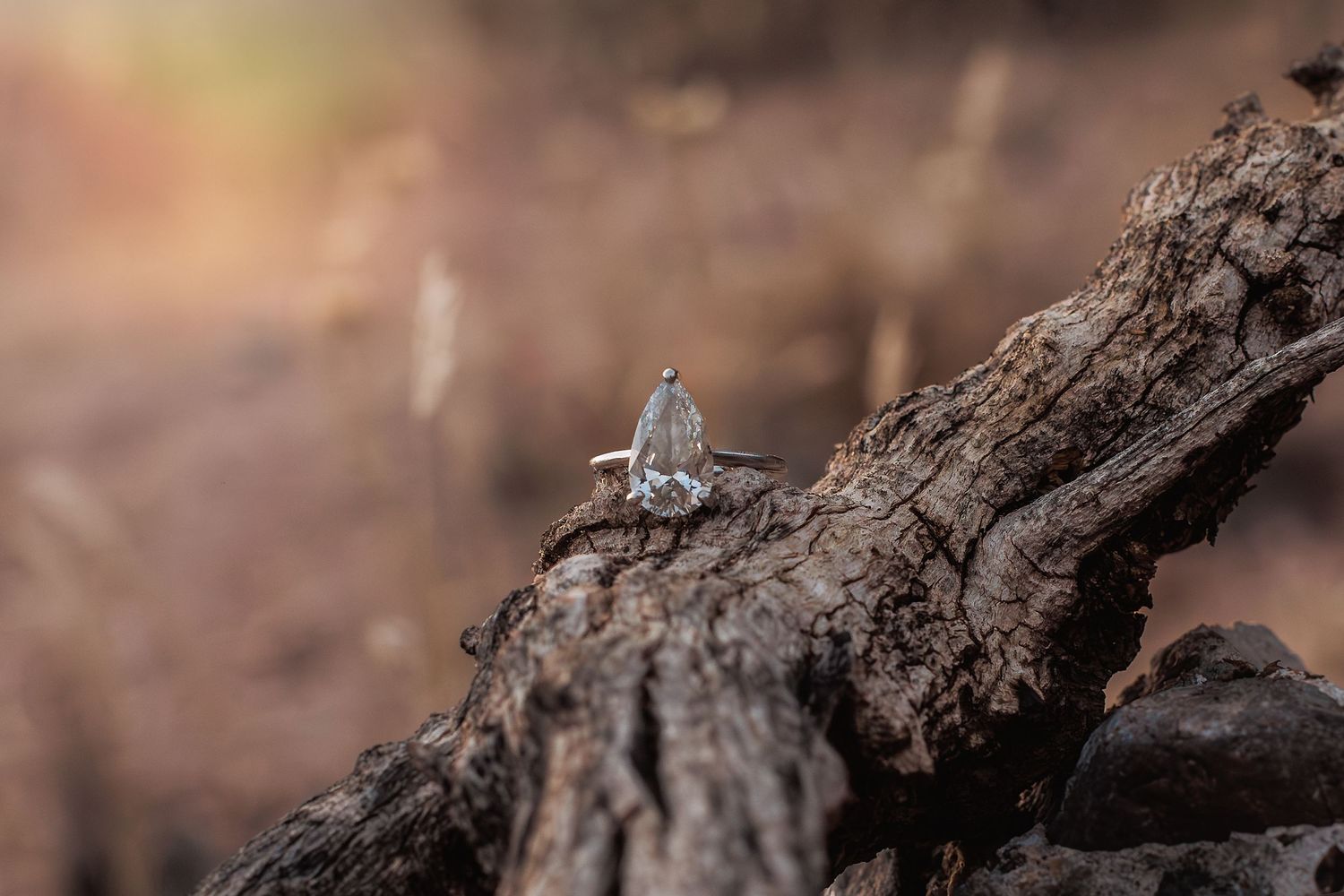 A small grasshopper perches on weathered brown tree bark in soft natural lighting.