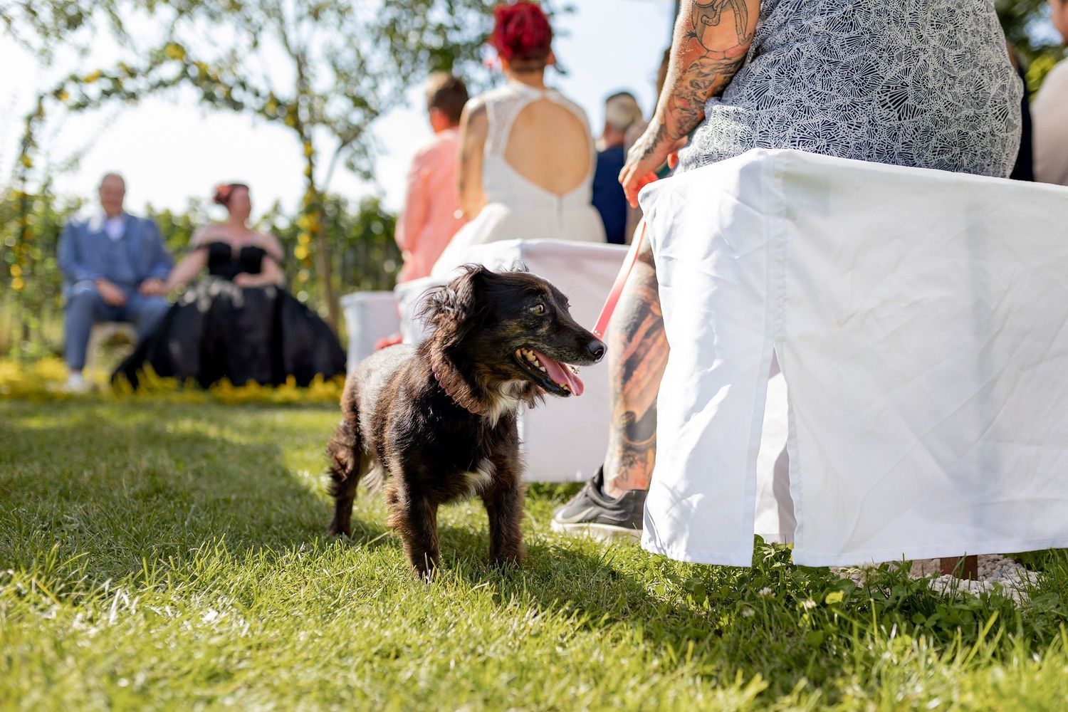 hunde+auf+hochzeiten-20240823-15-51-36-4K8A6932.jpg