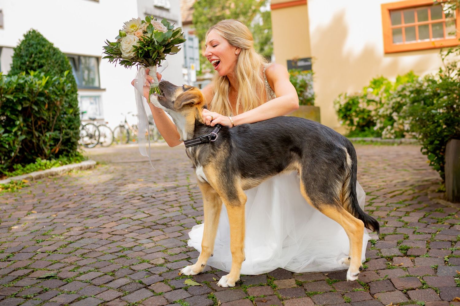A bride in a white dress sharing a playful moment with her gray and white dog on cobblestone pavement.