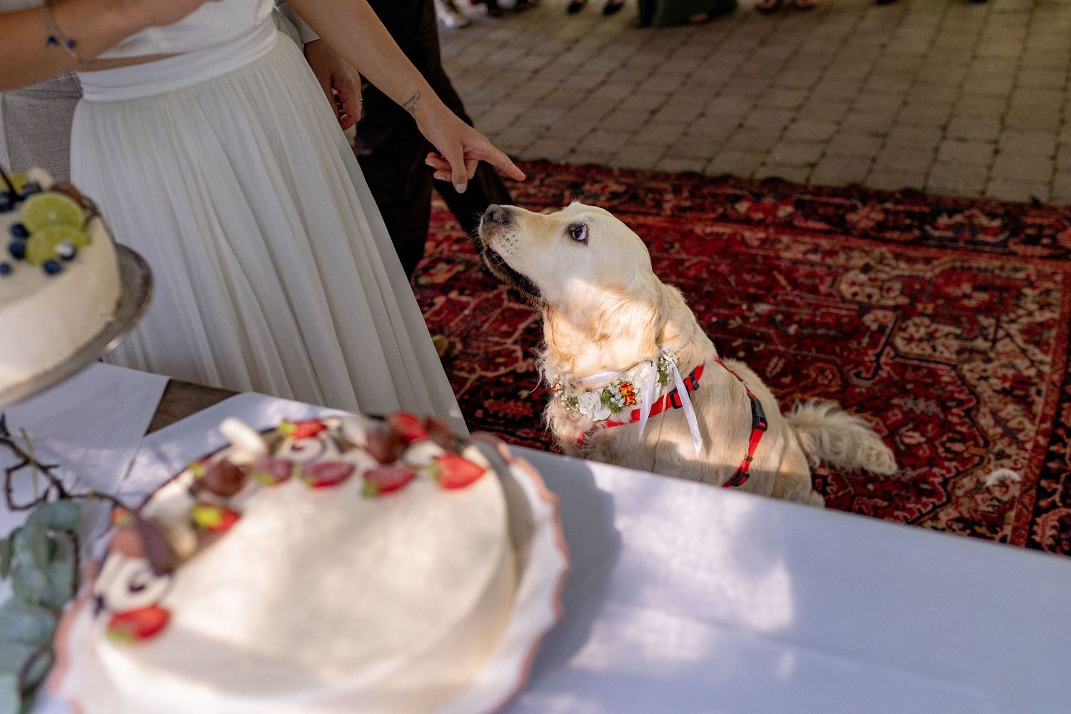 hunde+auf+hochzeiten+-+Landgasthof+Heidersbacher+Mühle+-+Elztal-4K8A5608.jpg