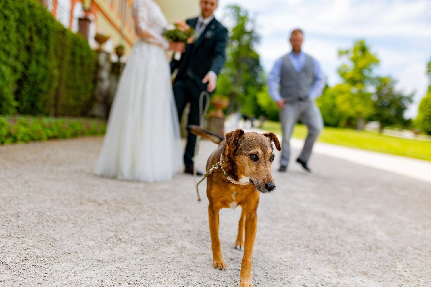 hunde+auf+hochzeiten+-+Schlosspark+Herrnsheim+-+Dach+der+welten+mettenheim-4K8A3545.jpg