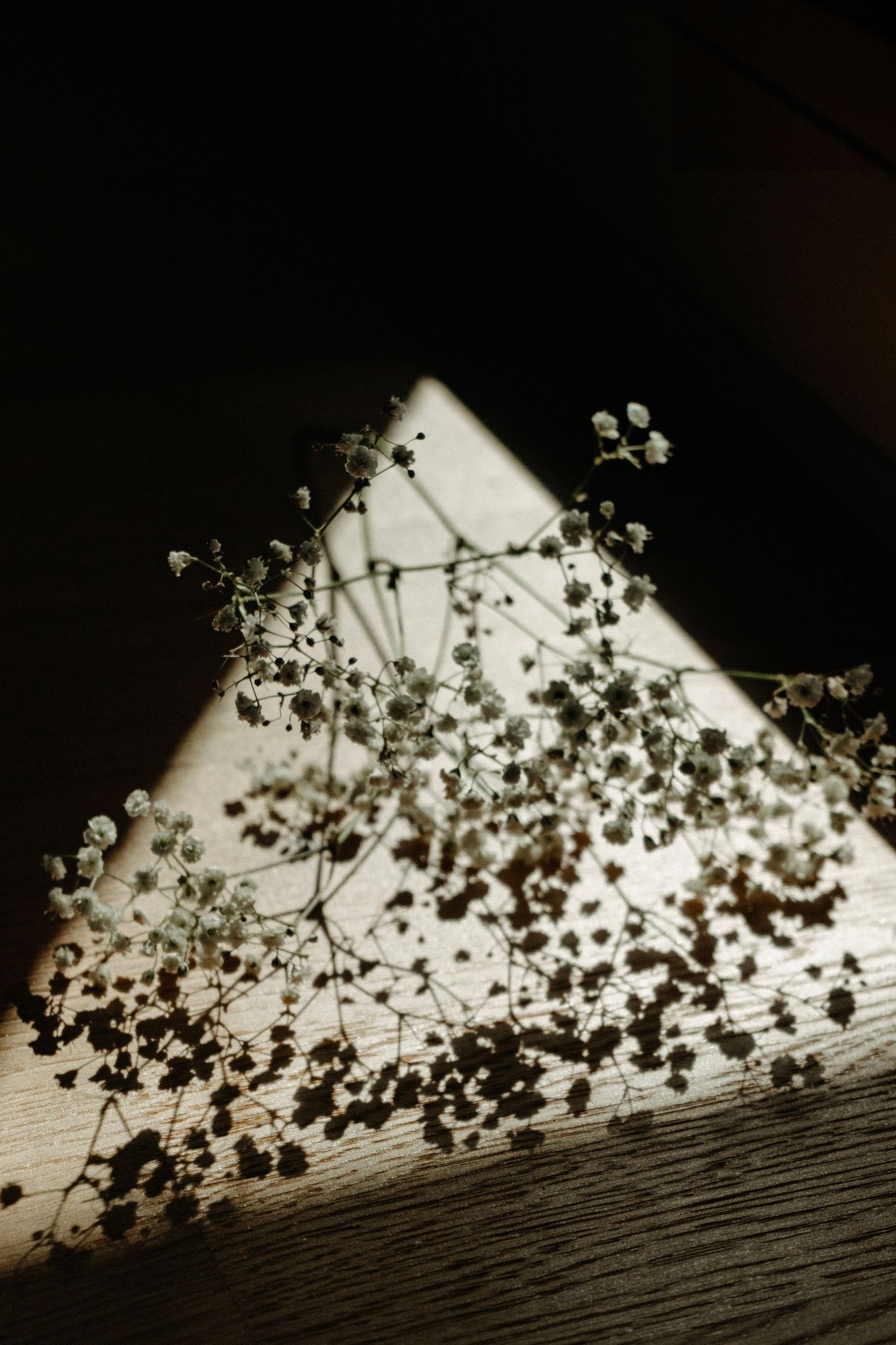 Shadow of tree branches and leaves cast dramatic silhouettes against a white wall creating a natural artistic pattern.