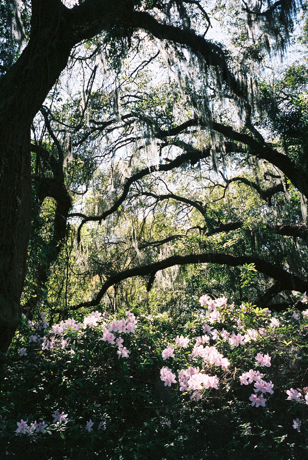 Spanish moss drapes over blooming pink azalea bushes in a southern garden creating a romantic natural archway.