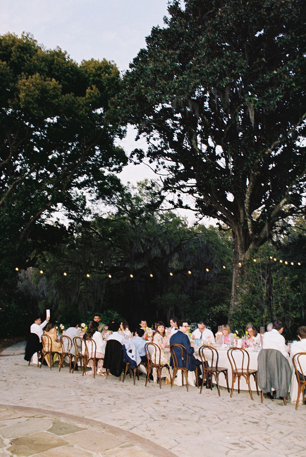 String lights illuminate an outdoor dinner gathering with wooden chairs arranged on sandy beach under large oak trees.
