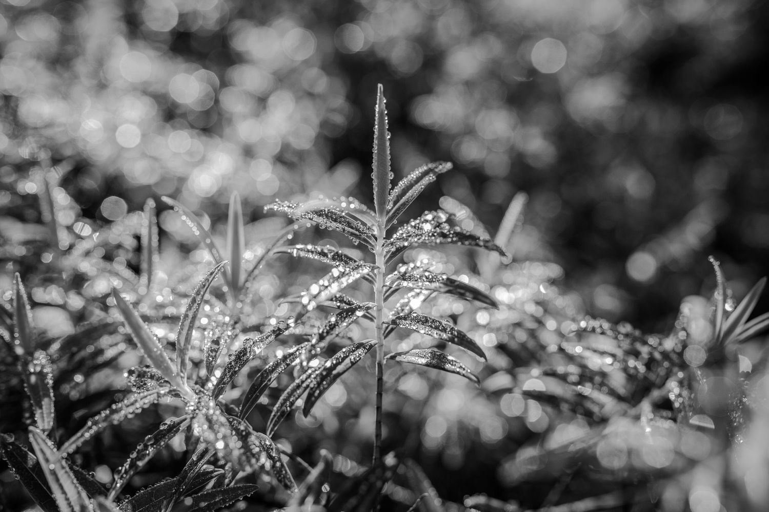 Black and white macro photography of dewdrops glistening on grass blades.