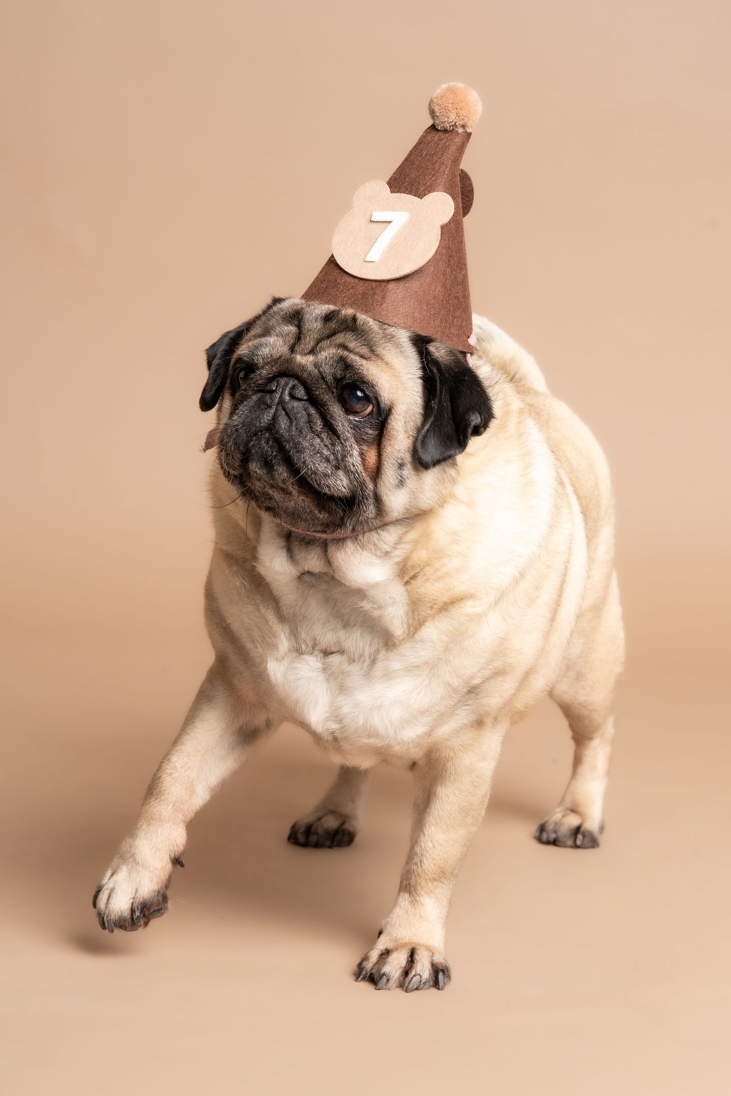 A pug dog wearing a small brown birthday hat poses against a beige background in a studio setting.