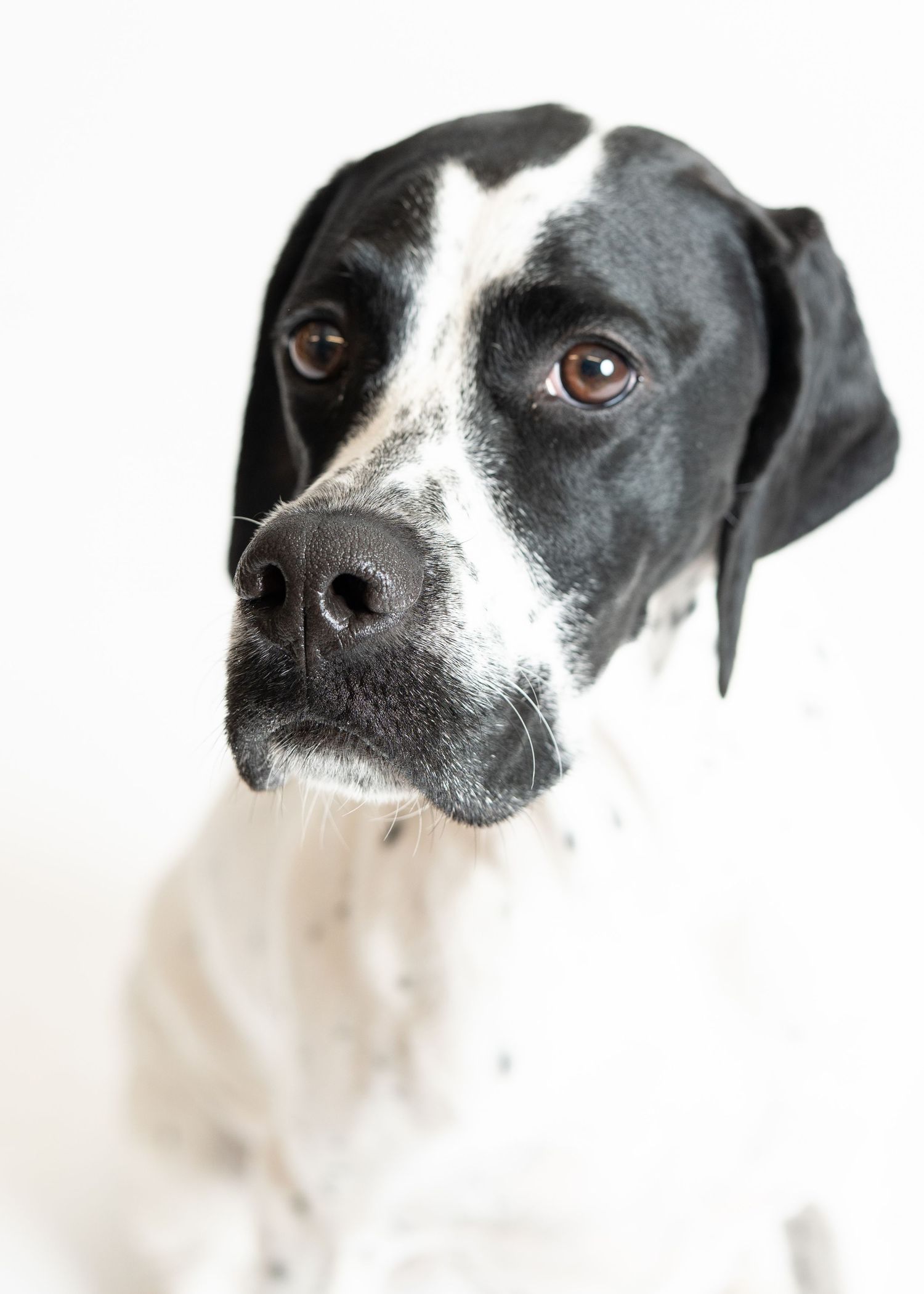 Three black and white dogs with similar markings looking to the side in an artistic portrait composition against white background.