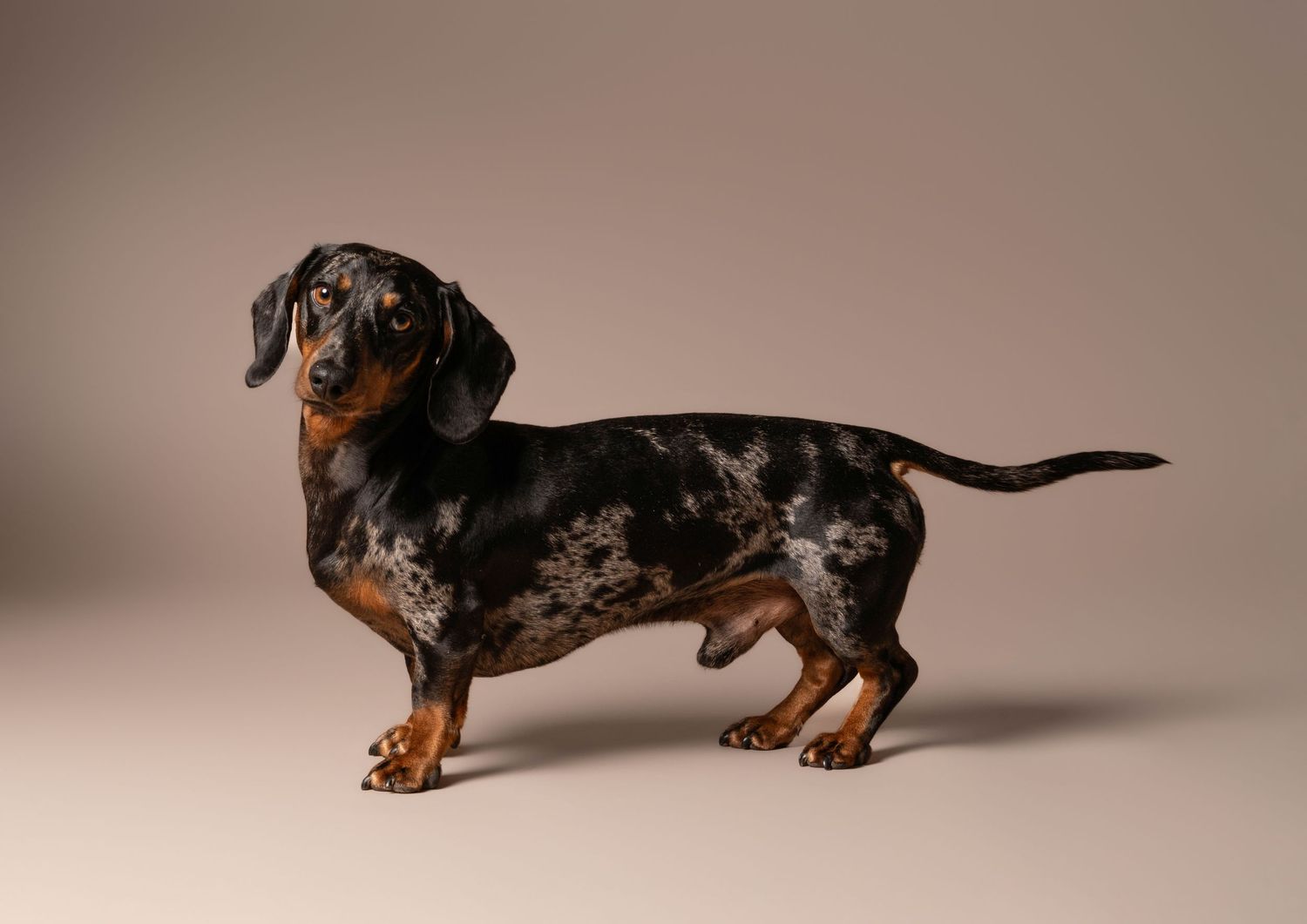 A dachshund dog sits and poses against a neutral studio backdrop showing different positions and angles.