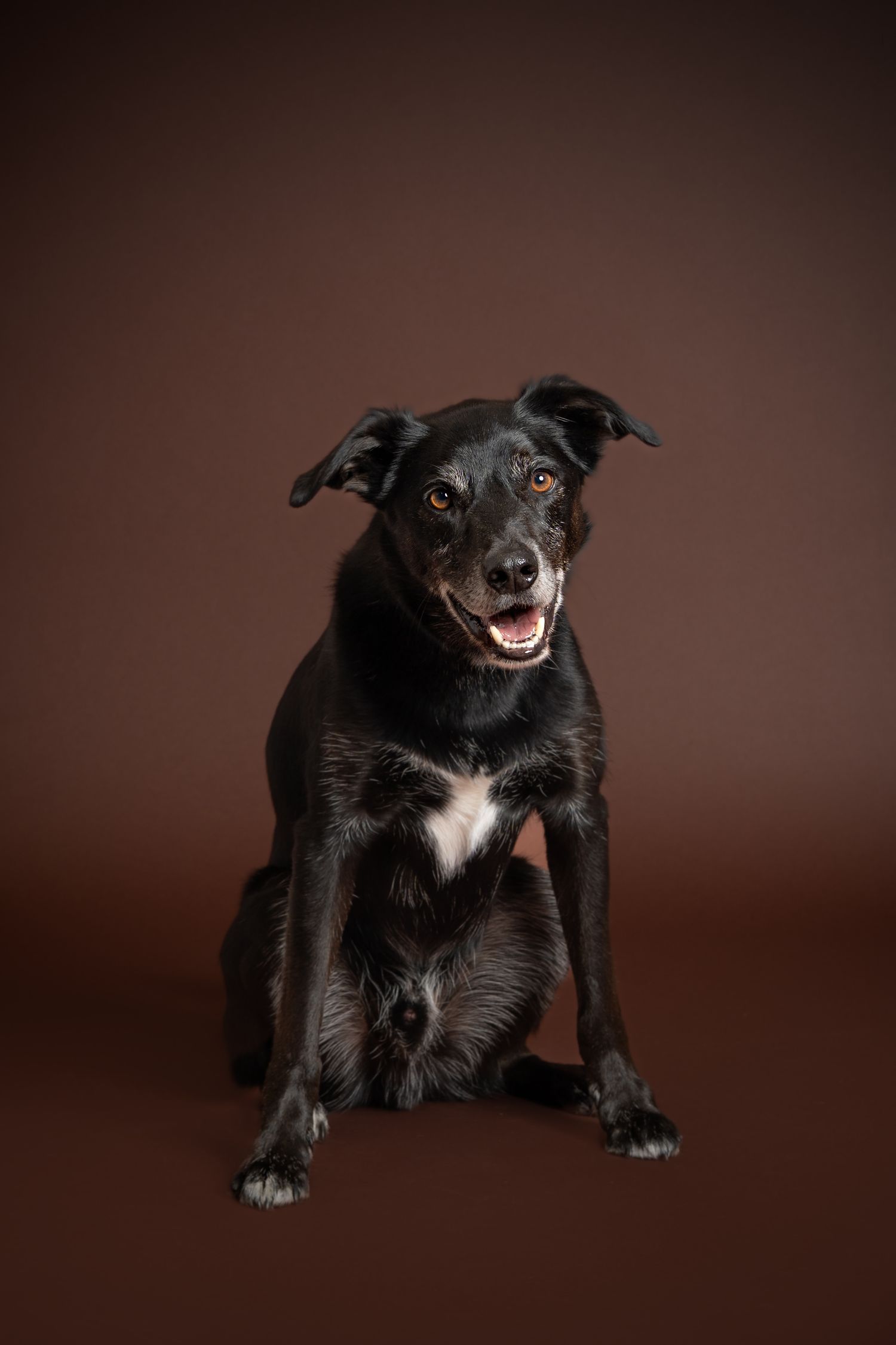 Happy black mixed breed dog with white chest marking sits attentively against brown studio background.