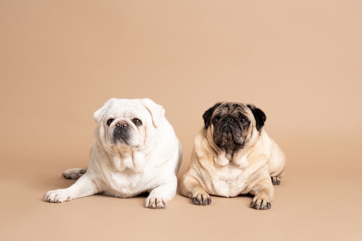 Two pugs, one white and one fawn colored, lying side by side on a neutral beige backdrop.