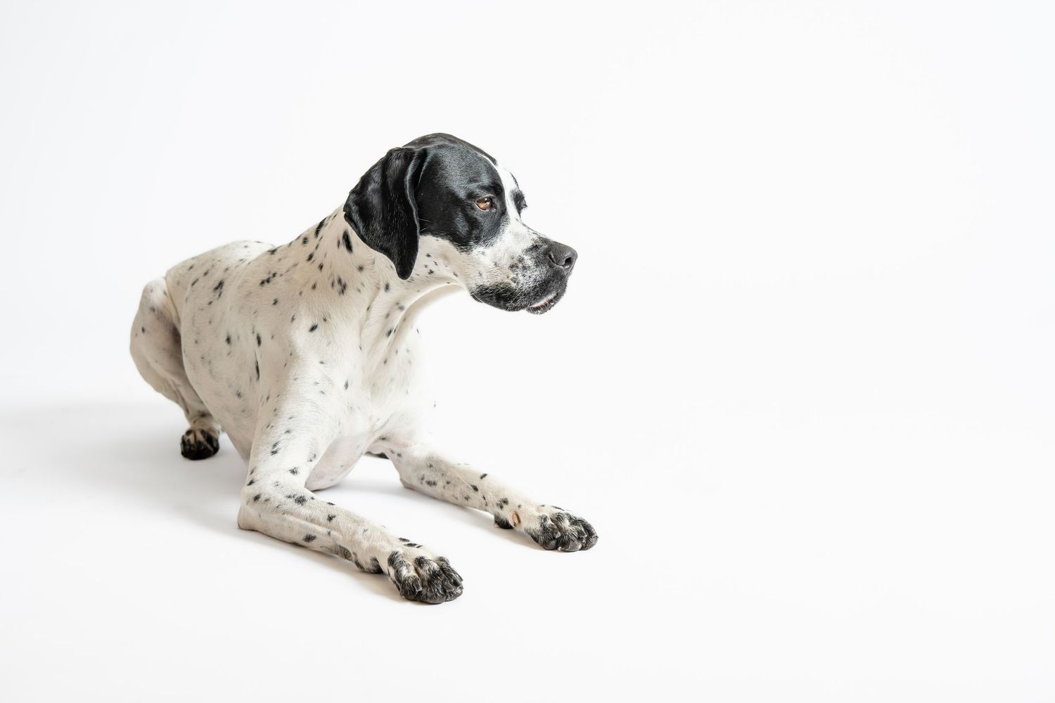 A white and black spotted English Pointer dog lies in a relaxed pose against a plain white background.