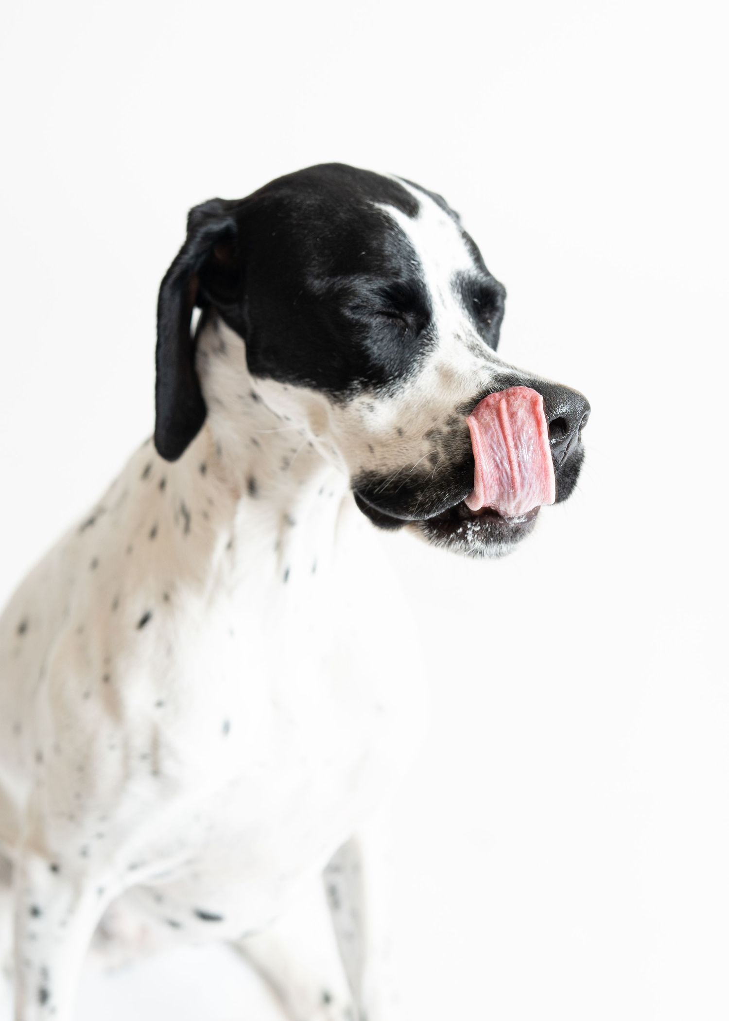 A black and white spotted dog licks its nose with a long pink tongue against a white background.