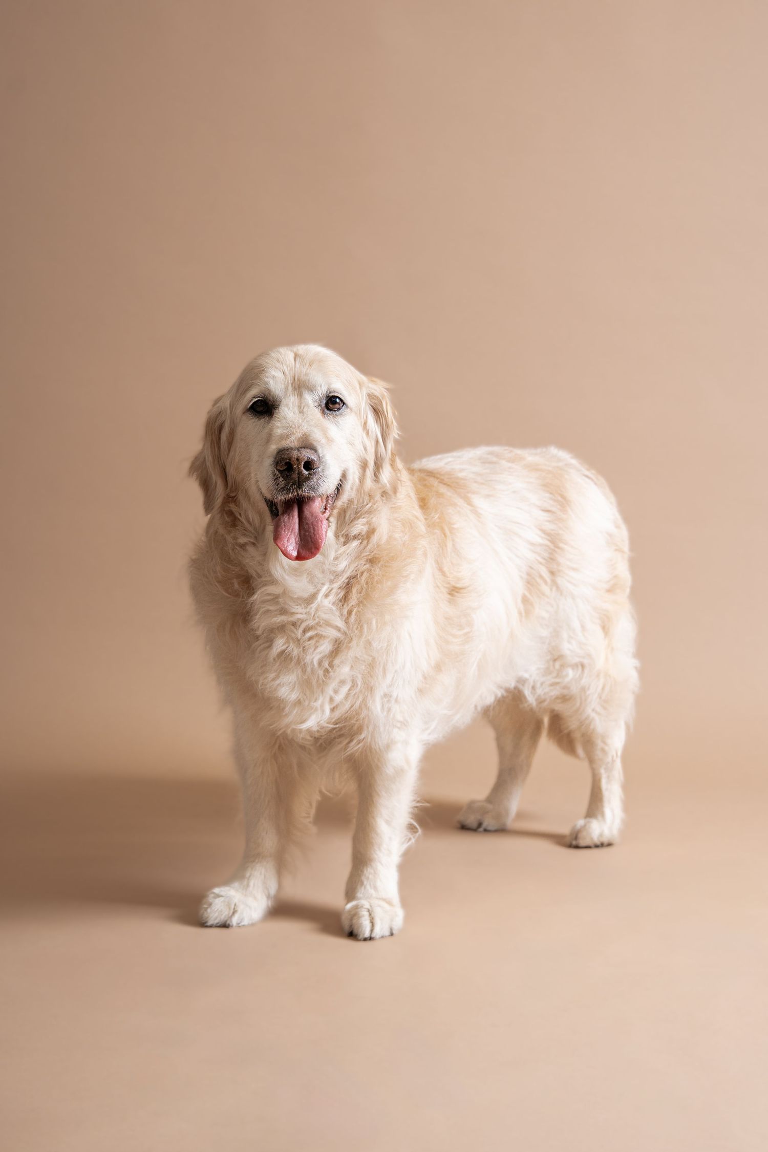 Five sequential photos showing a fluffy white golden retriever puppy in different playful poses against a beige backdrop.