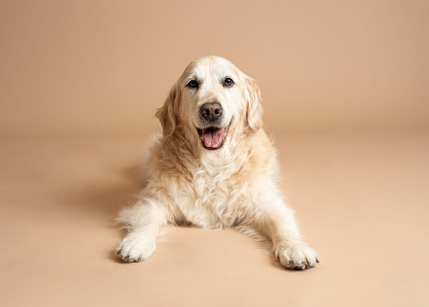 A golden retriever puppy with fluffy fur lies on a beige background looking happy and playful.