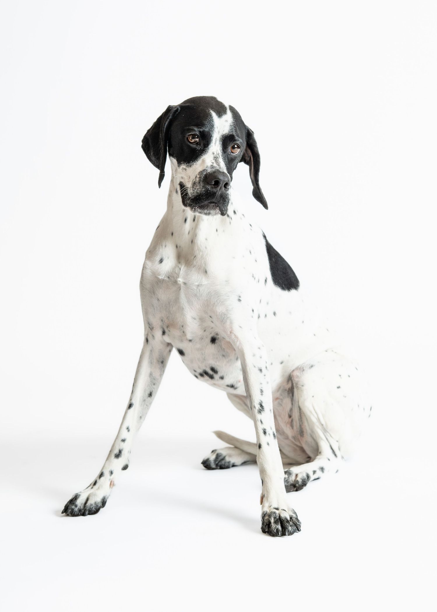 A black and white English Pointer dog stands alertly on a white background in a studio portrait setting.
