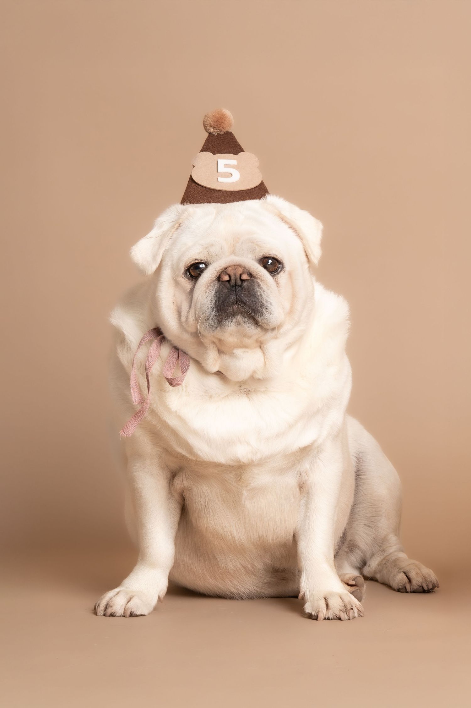 Four adorable white English Bulldog puppies sitting in a row against a neutral beige background.